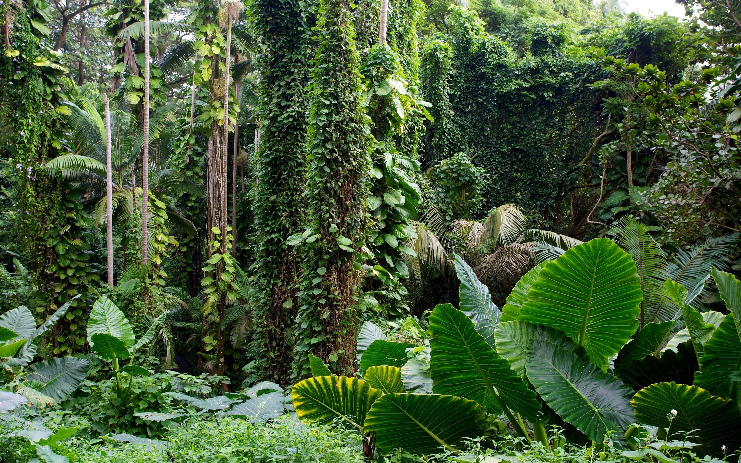 Rainforest Backgrounds 60 Images 