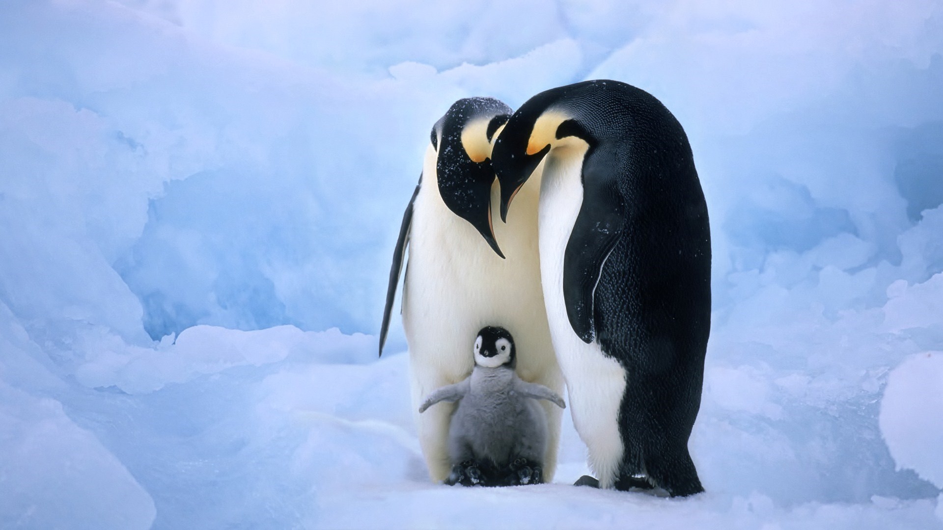 1920x1080 Baby penguin with parents: