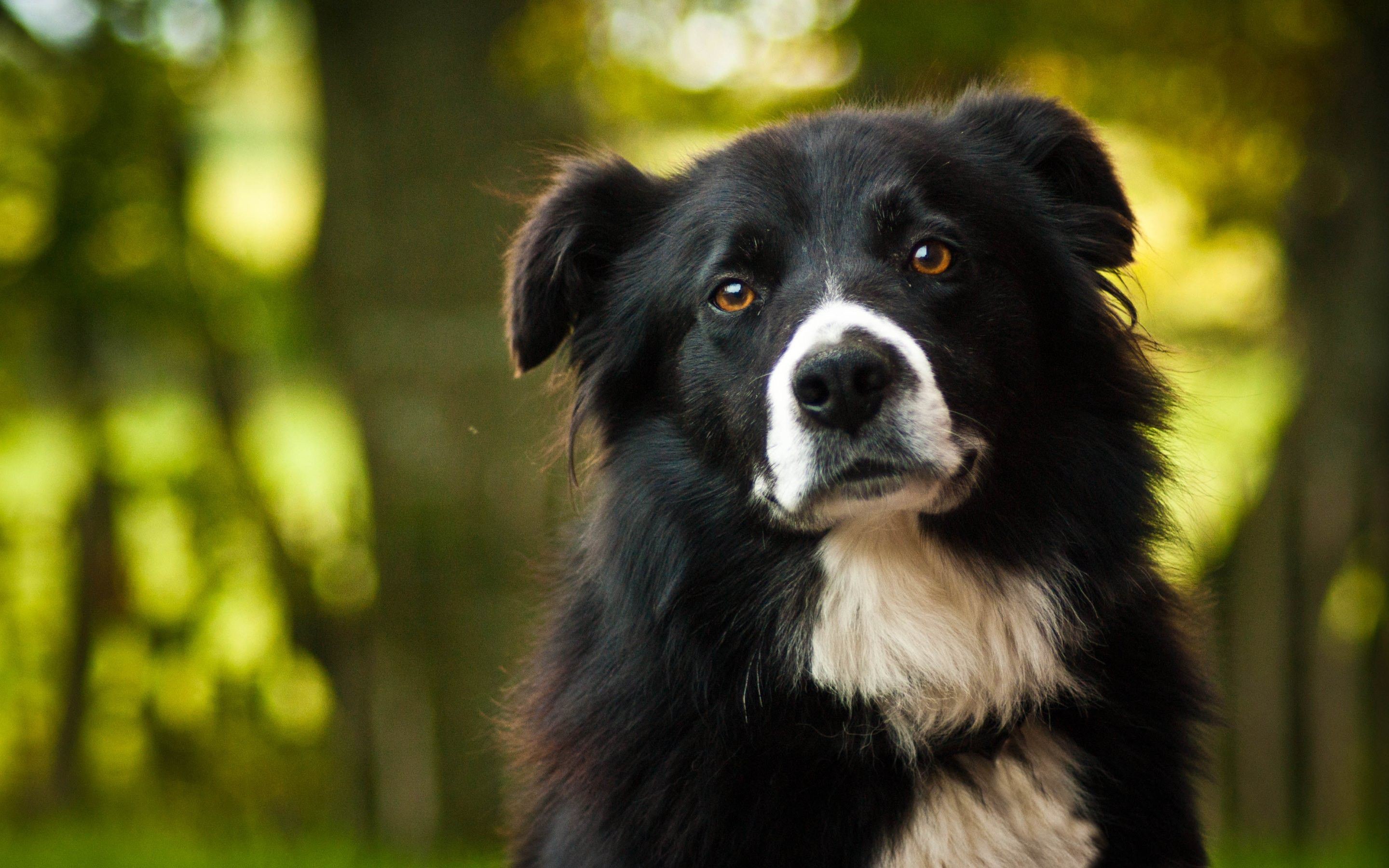 2880x1800 border collie hd images dog