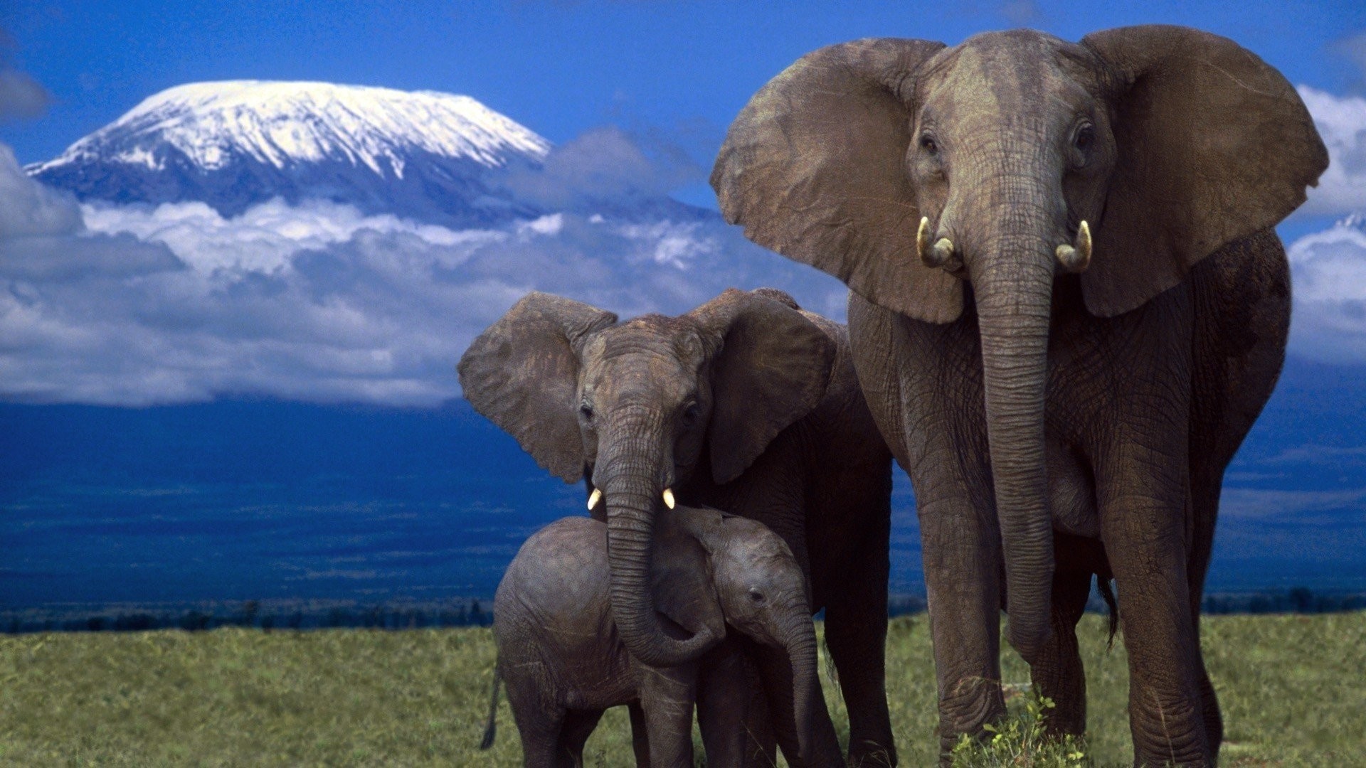1920x1080 Elephant Tag - Family Elephant Amazing Animal Jungle Beauty African Cute  Animals Photos Collection for HD