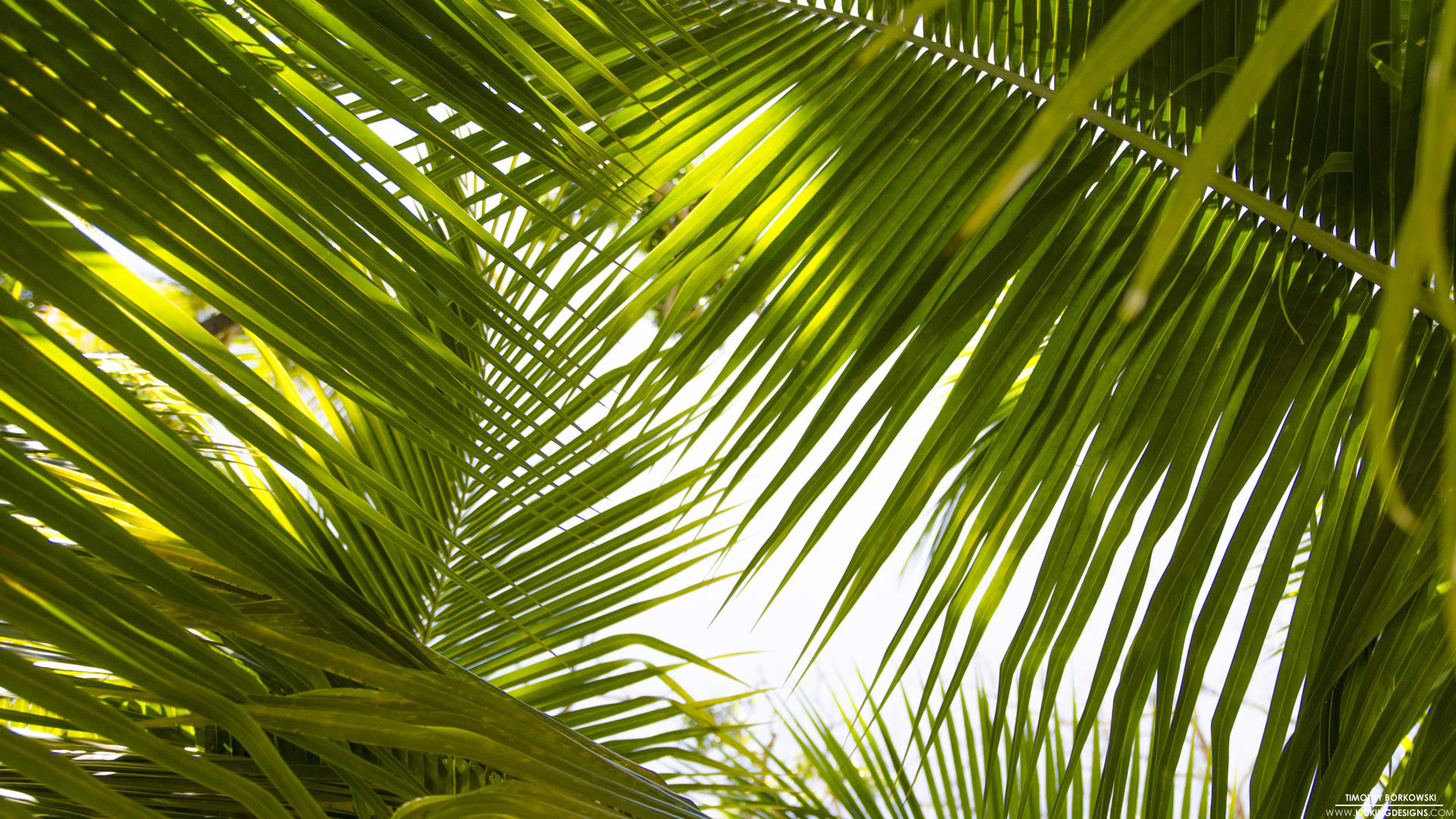 1920x1080 Tropical Leaves 9-17-2015 Wallpaper Background | Kicking Designs