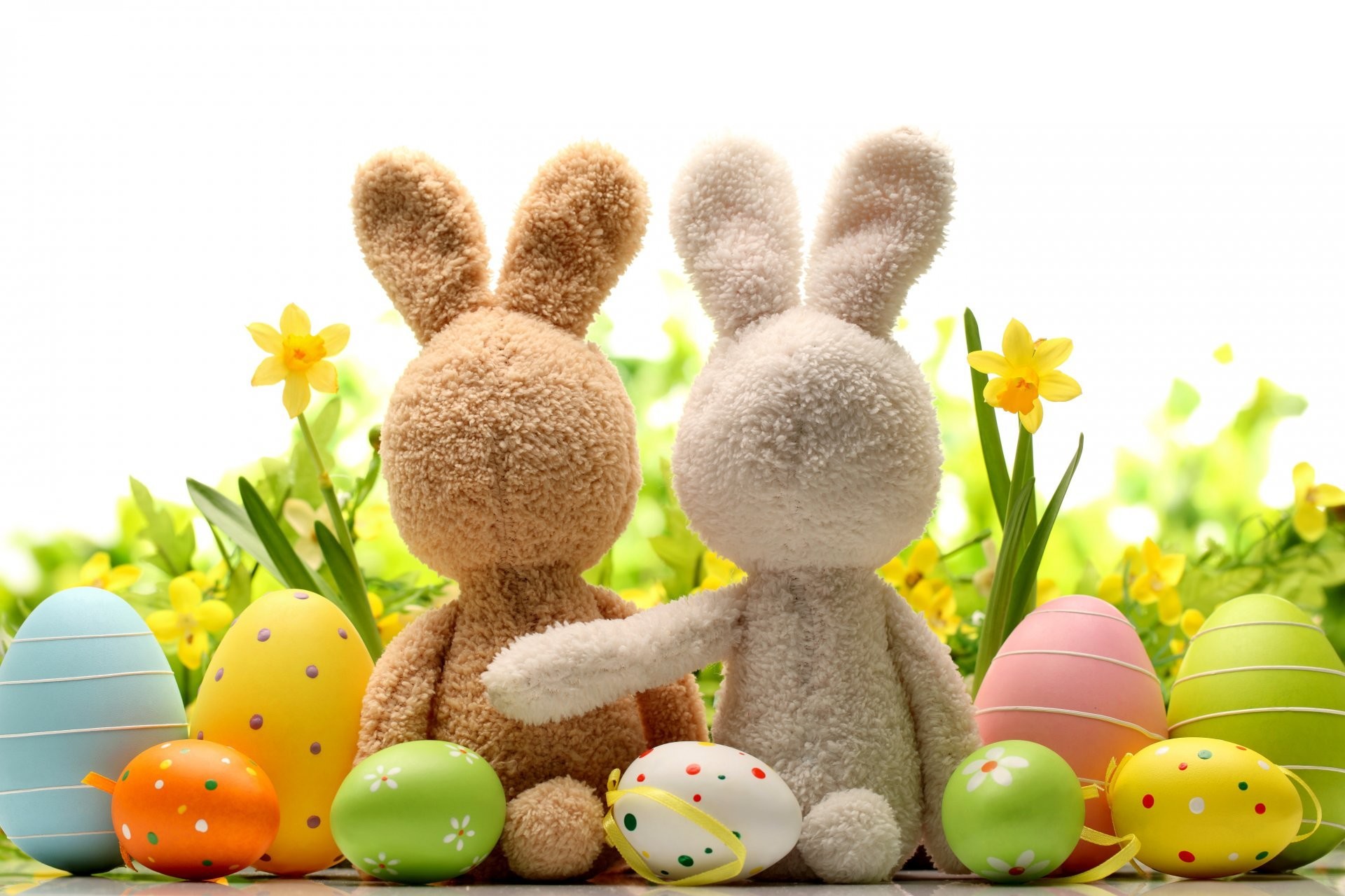 1920x1280 easter bunny spring daffodils grass flowers eggs easter rabbit spring eggs  grass flower daffodils