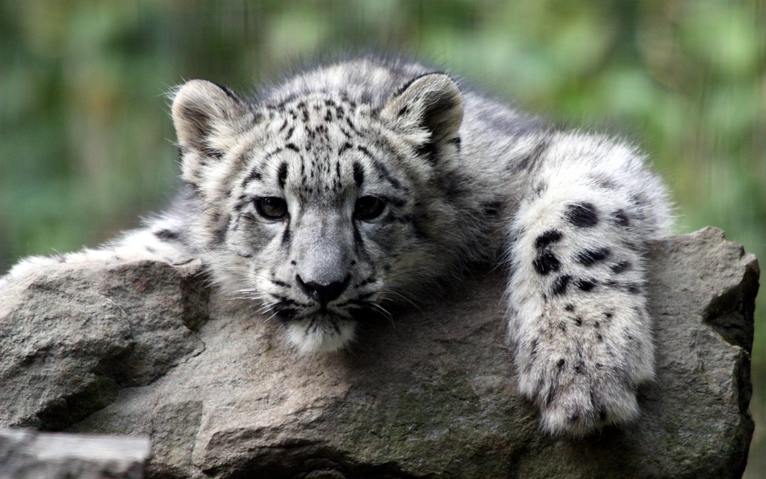 2560x1600 cute white tiger cub wallpapers - DriverLayer Search Engine