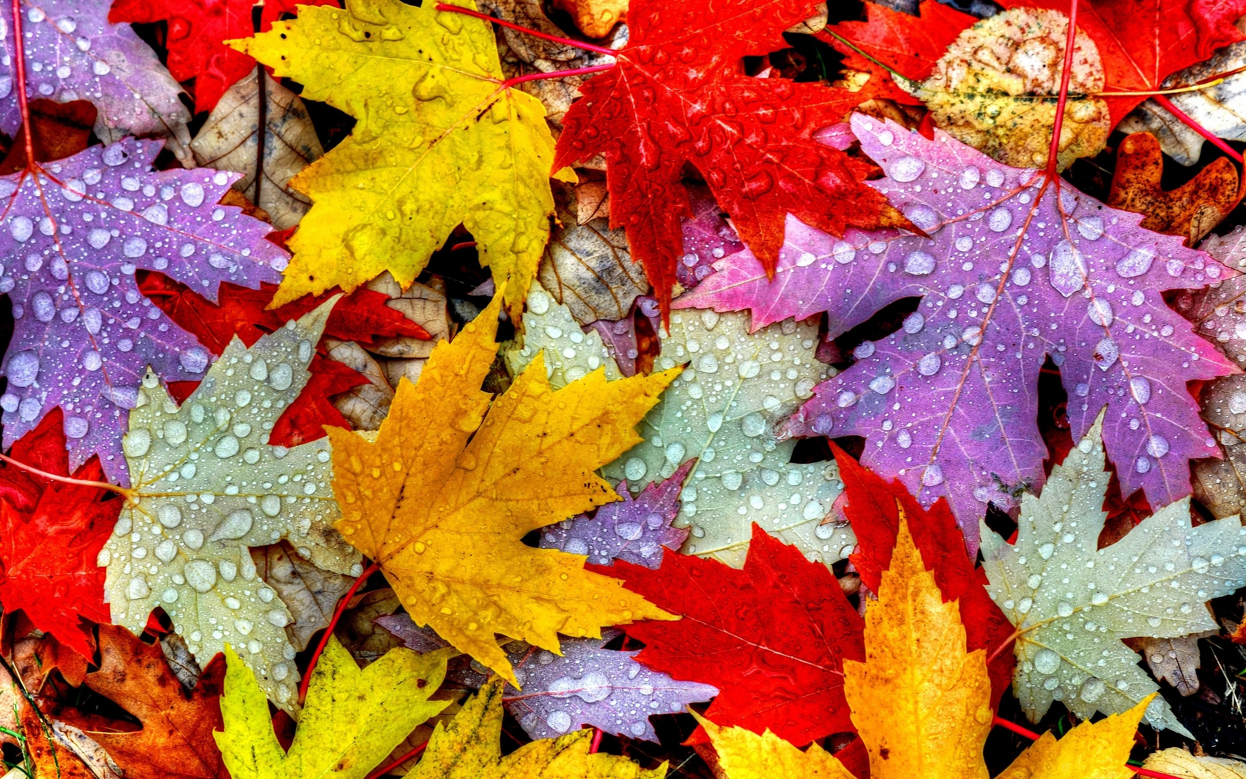 Fall Leaves Wallpaper 73 Images Fall Leaves Wallpaper 73 Images