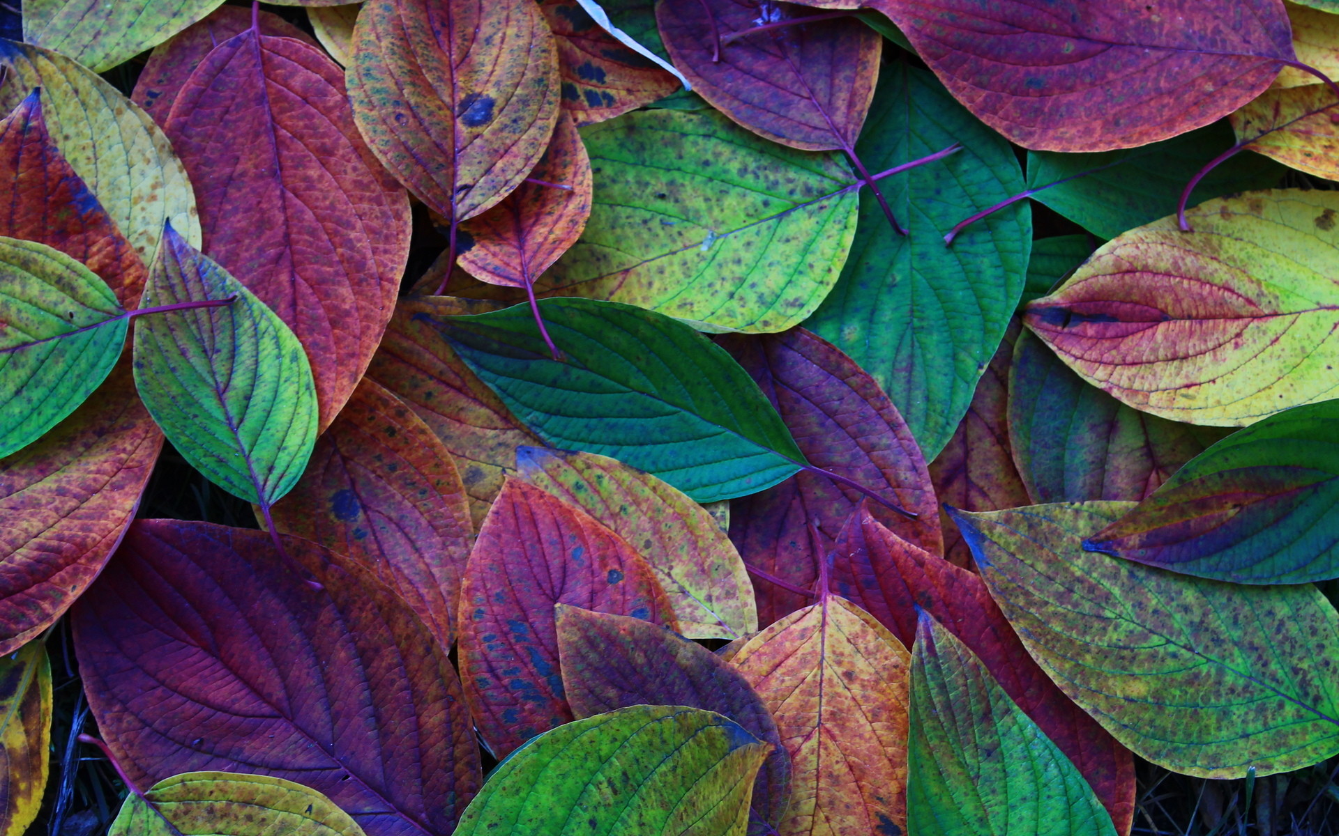 1920x1200 Autumn Leaves Desktop Backgrounds - Wallpaper, High Definition, High .