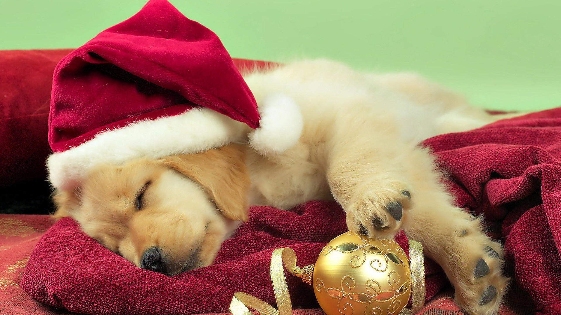 1920x1080 Holiday - Christmas Cute Christmas Ornaments Santa Hat Dog Wallpaper