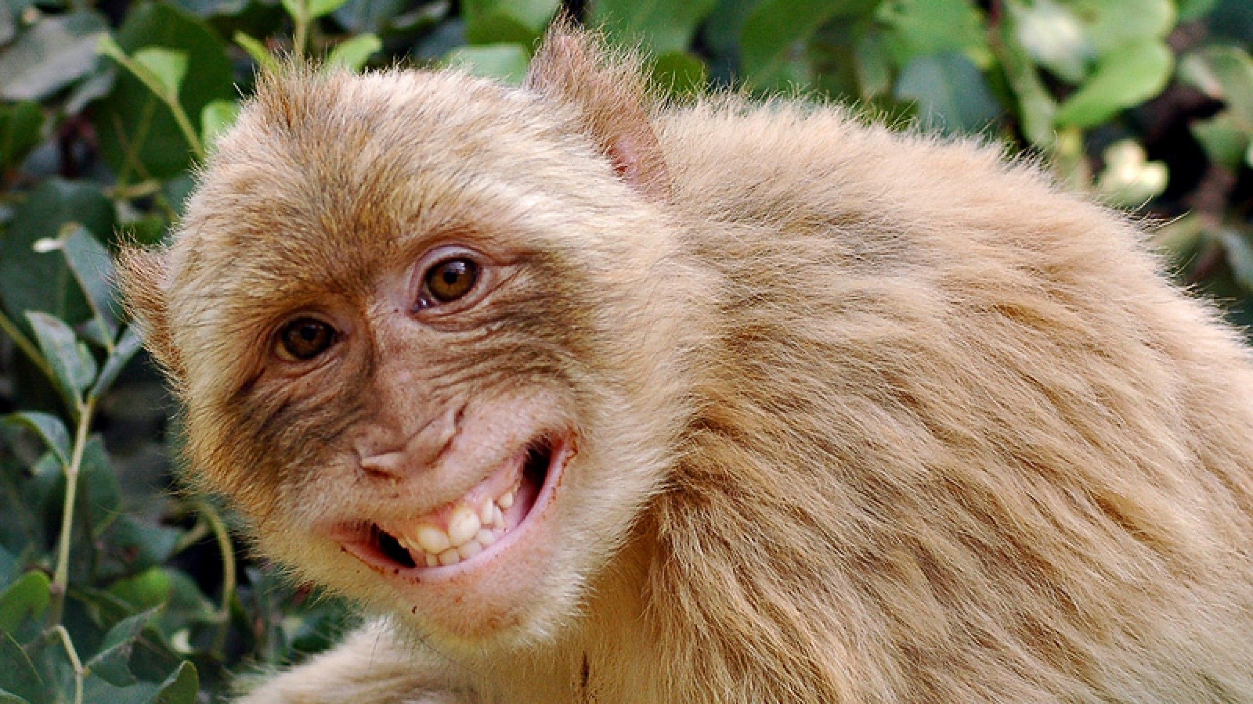 2560x1440 Funny Monkey Pictures Wallpaper Wallpaper Download MONKEY | HD Wallpapers |  Pinterest | Monkey wallpaper, Hd wallpaper and Wallpaper
