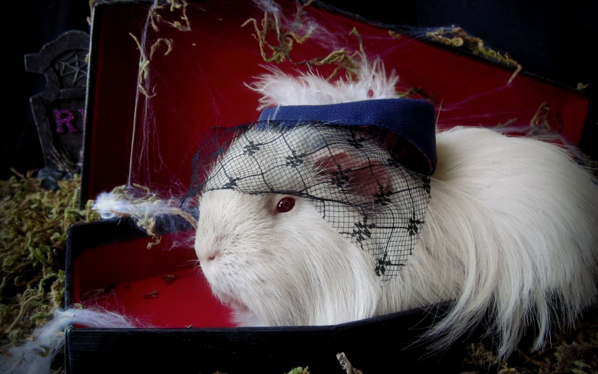 1920x1200 guinea pig pic: Wallpapers Collection,  (392 kB)
