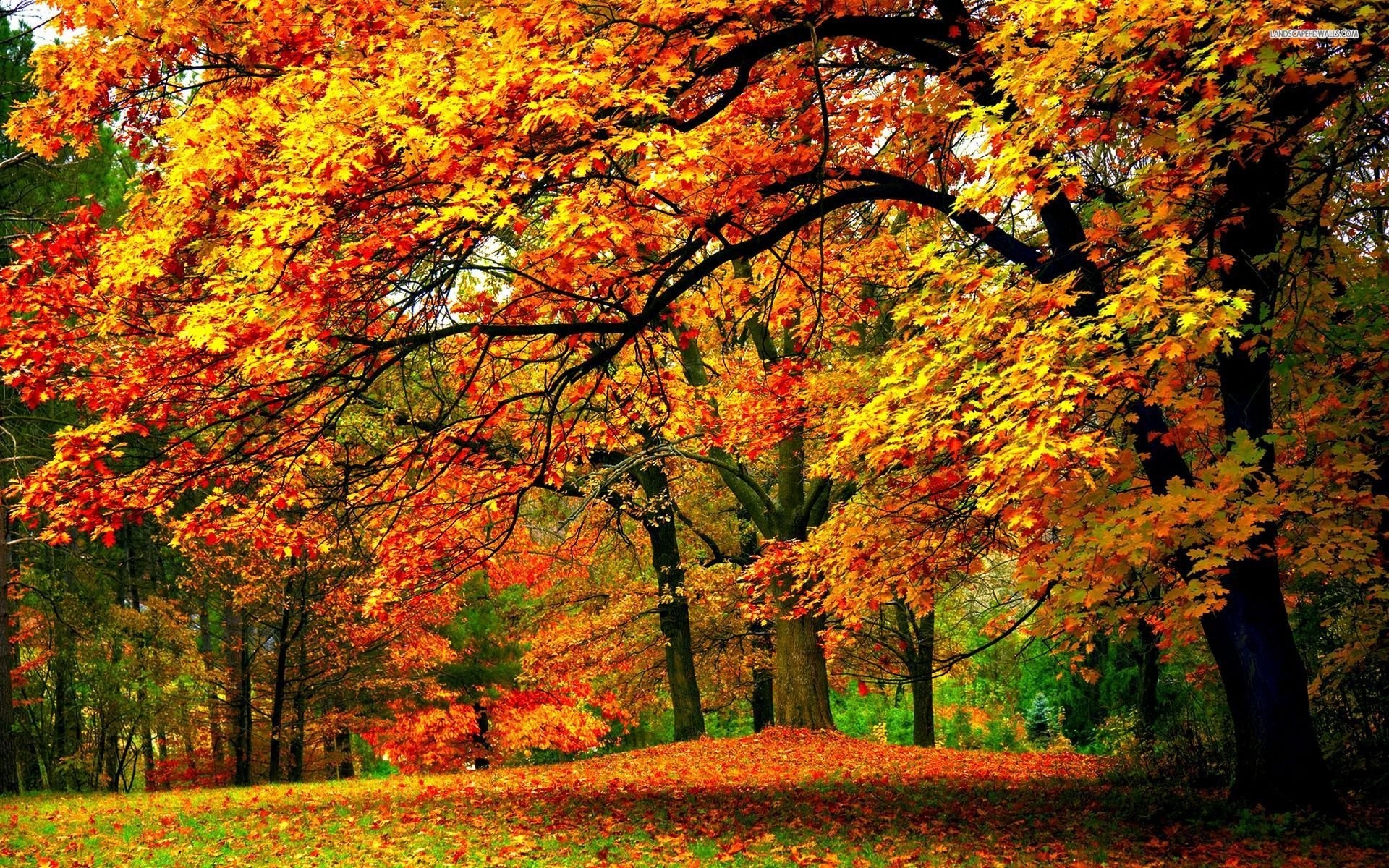 1920x1200 Early Autumn In The Park