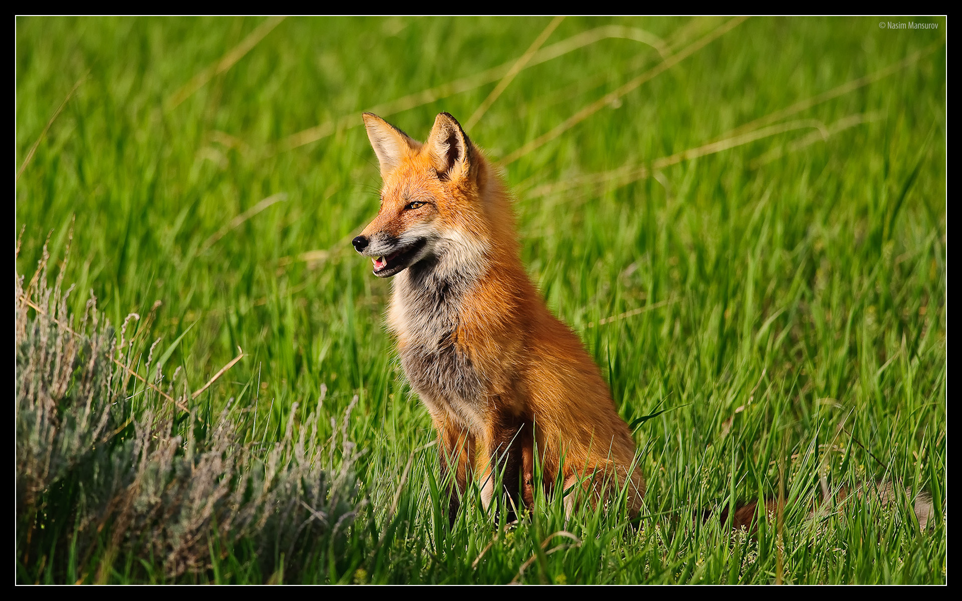 1920x1200 Red Foxes images Red Fox HD wallpaper and background photos