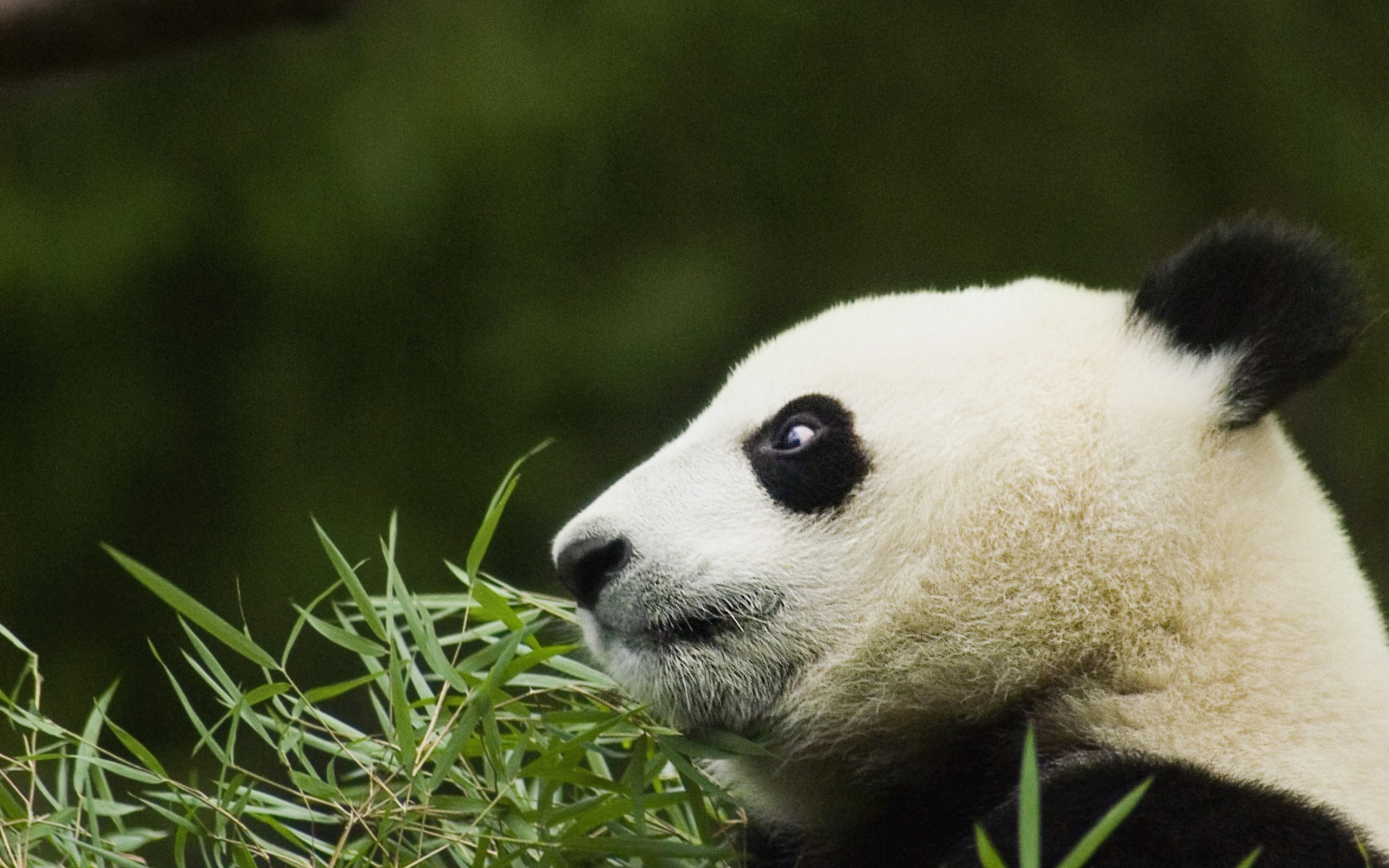 2560x1600  wallpaper images panda