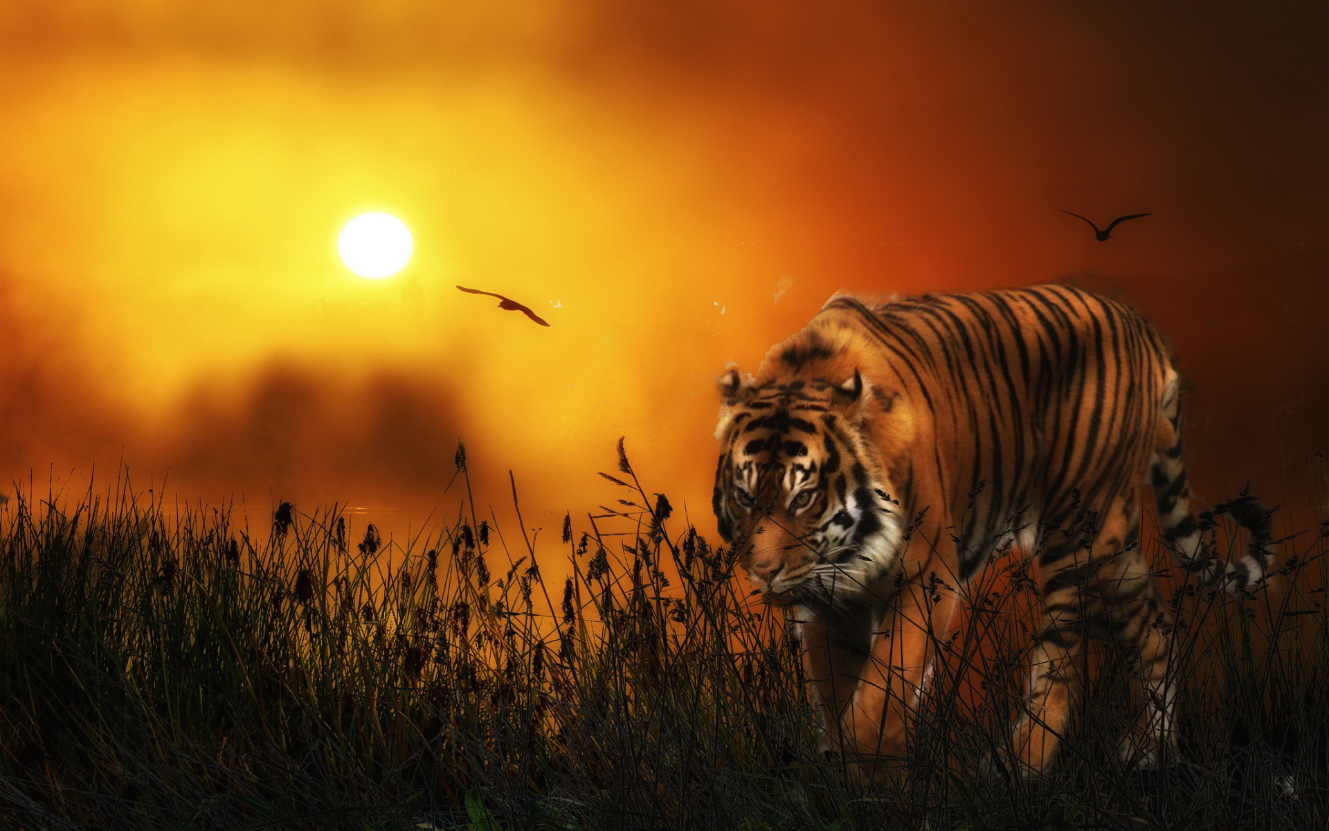 View Wallpaper Iphone Hd 1080P Tiger Pics - Best Wallpapers