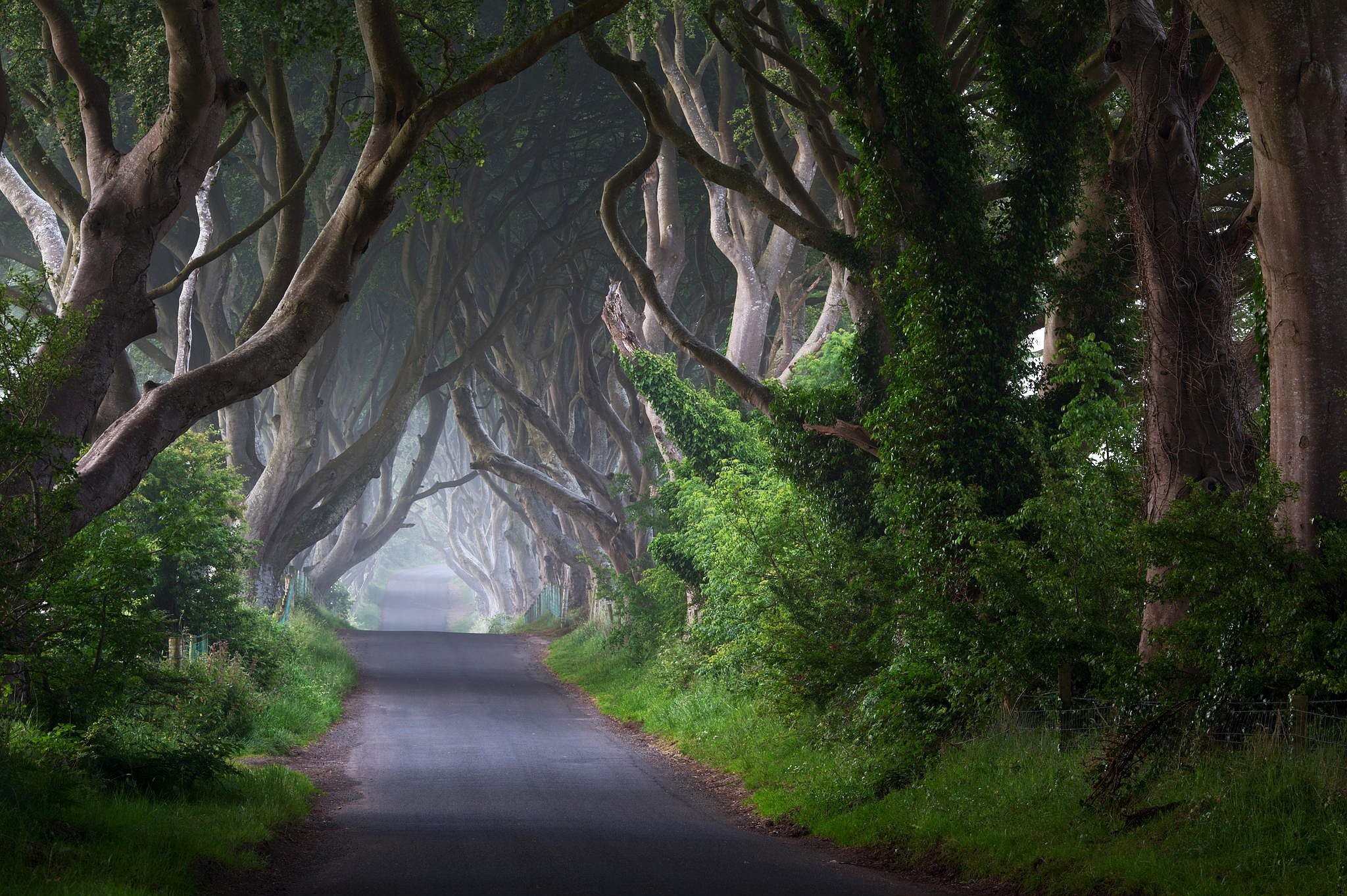 2048x1363 Landscapes Trees Morning Trunks Road Mist Nature Ireland Full Hd Wallpapers  1080p Desktop Download : Landscapes