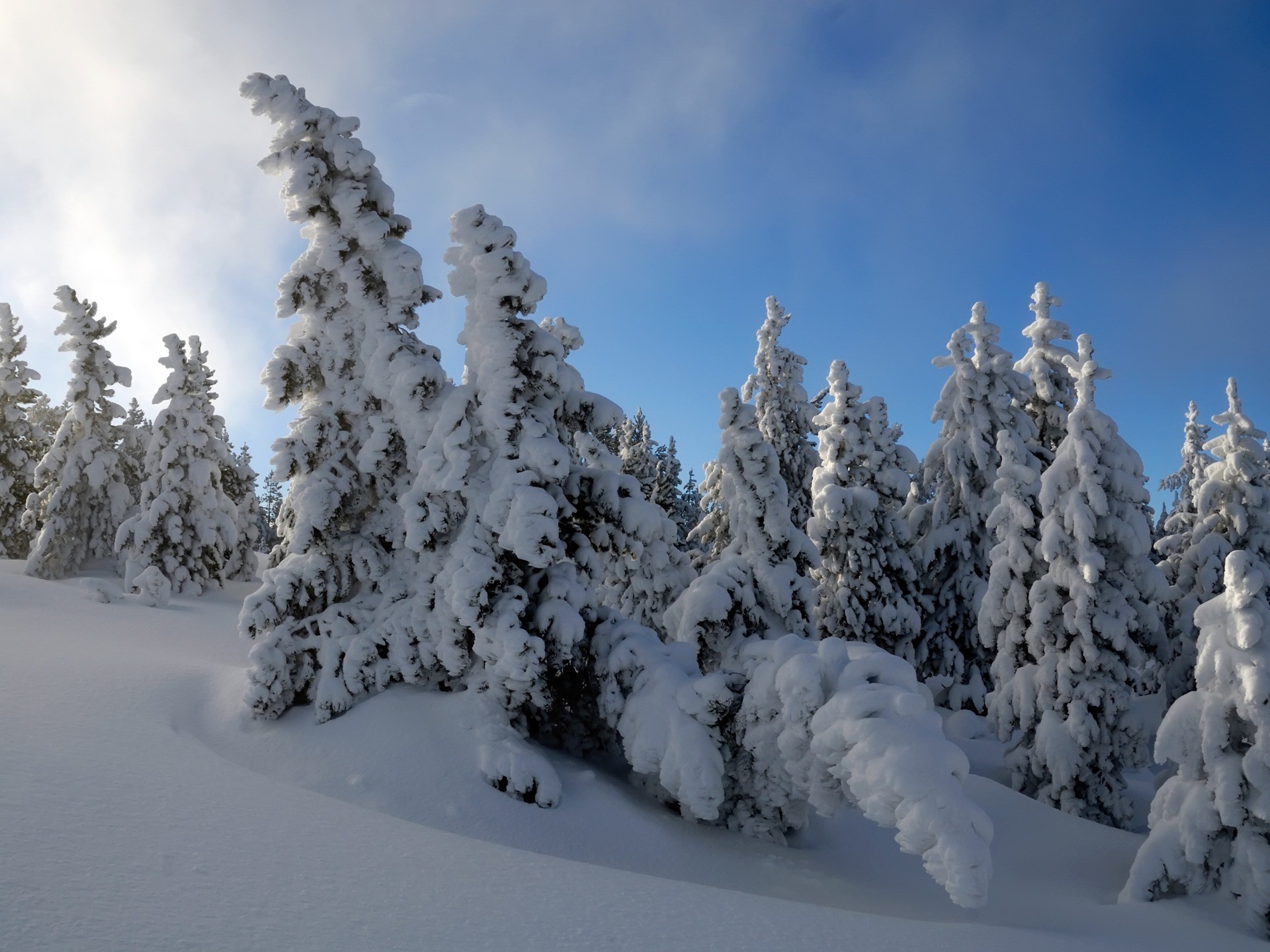 1920x1440 Snow Trees Wallpaper Winter Nature Wallpapers