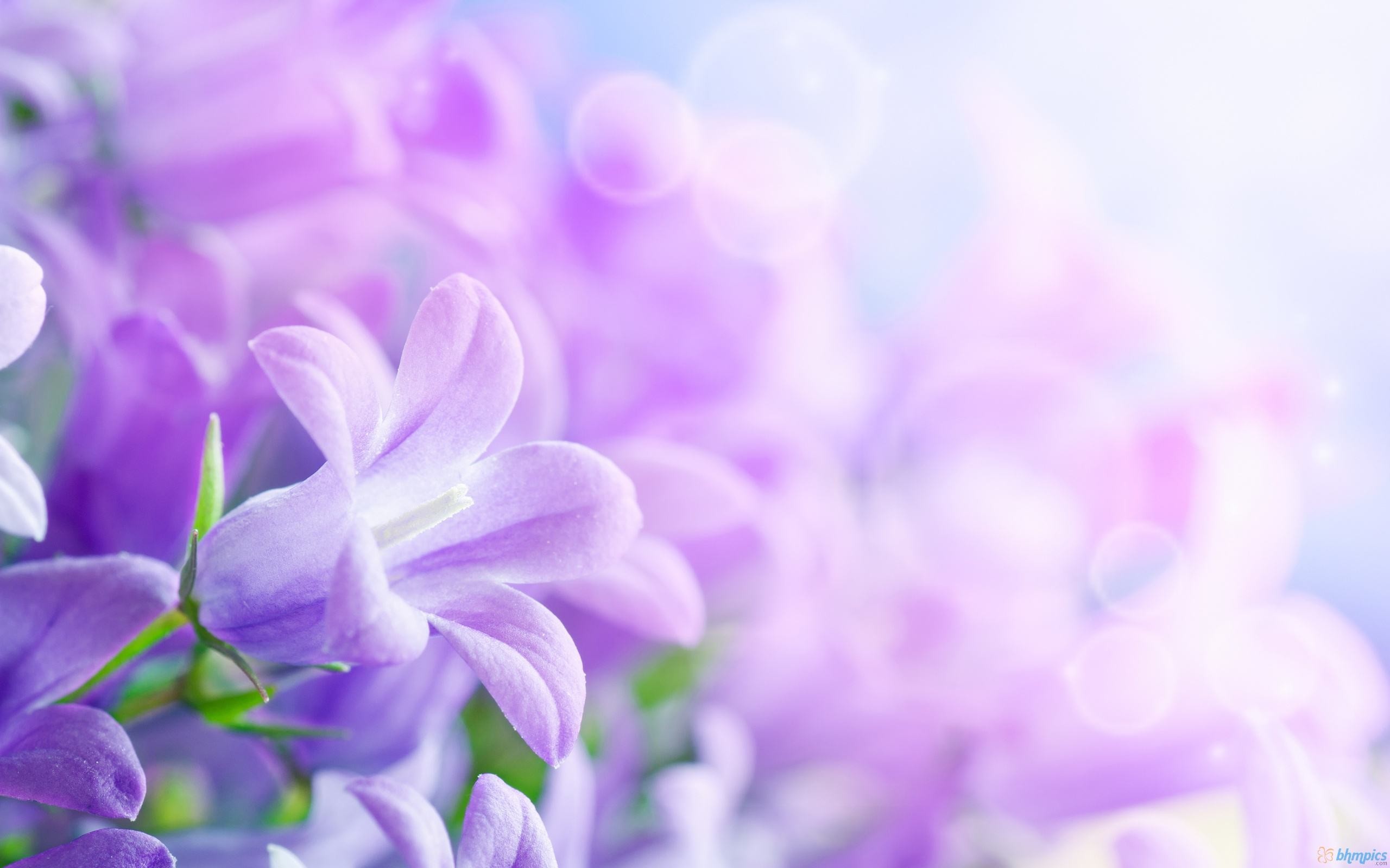2560x1600 Purple Flowers Background