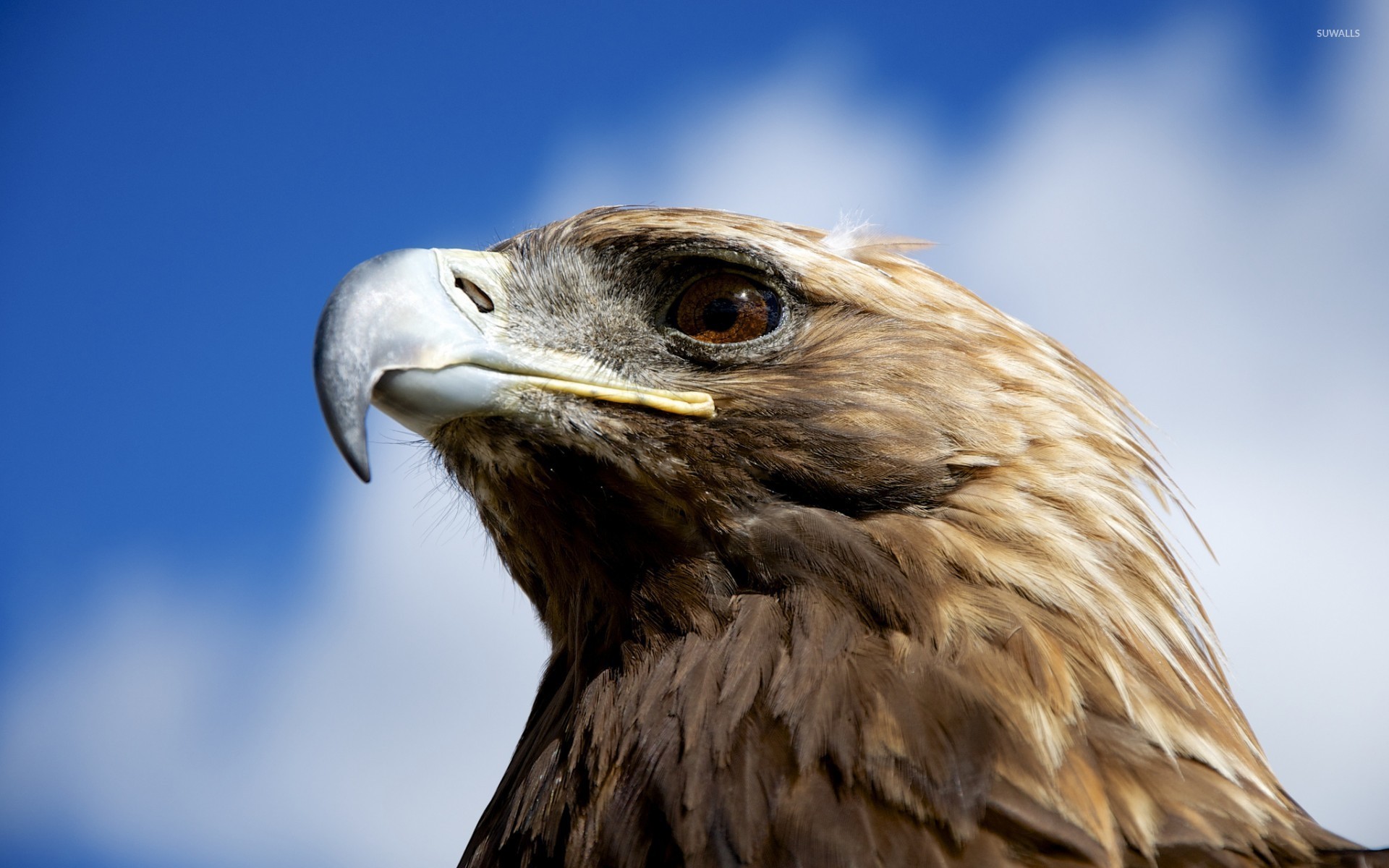 1920x1200 Desktop Images of Golden Eagle: December 4, 2015 by Tiana Avendano