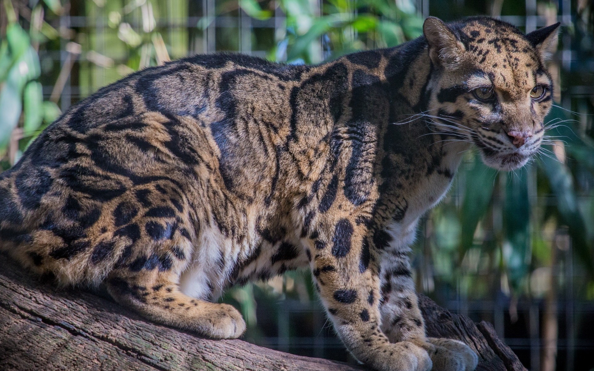 1920x1200 Young Clouded Leopard Desktop Background. Download  ...