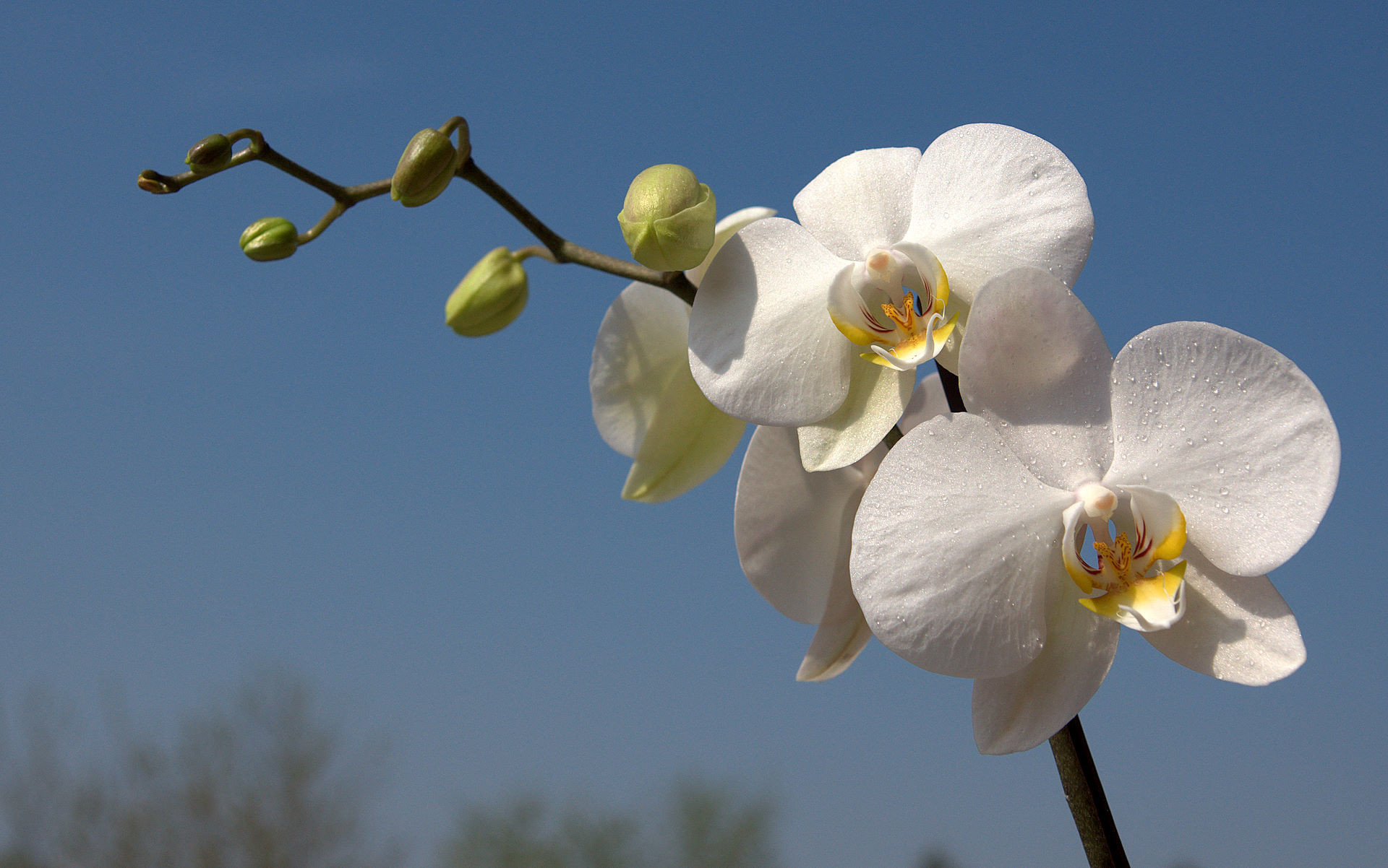 1920x1202 white orchid