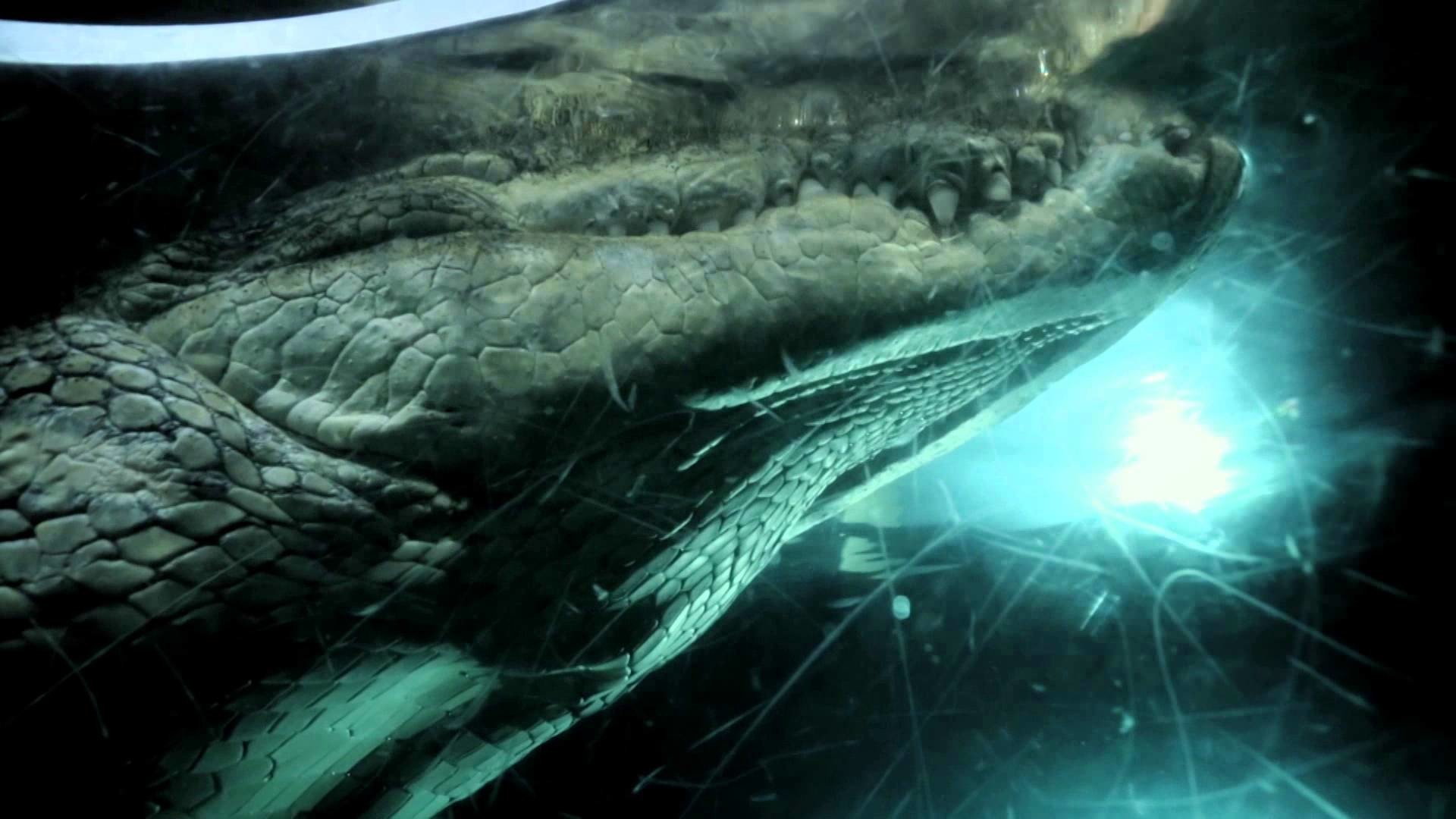 1920x1080 Ancient, Beastly 'Rhizadont,' Greatest River Monster of All Time - YouTube