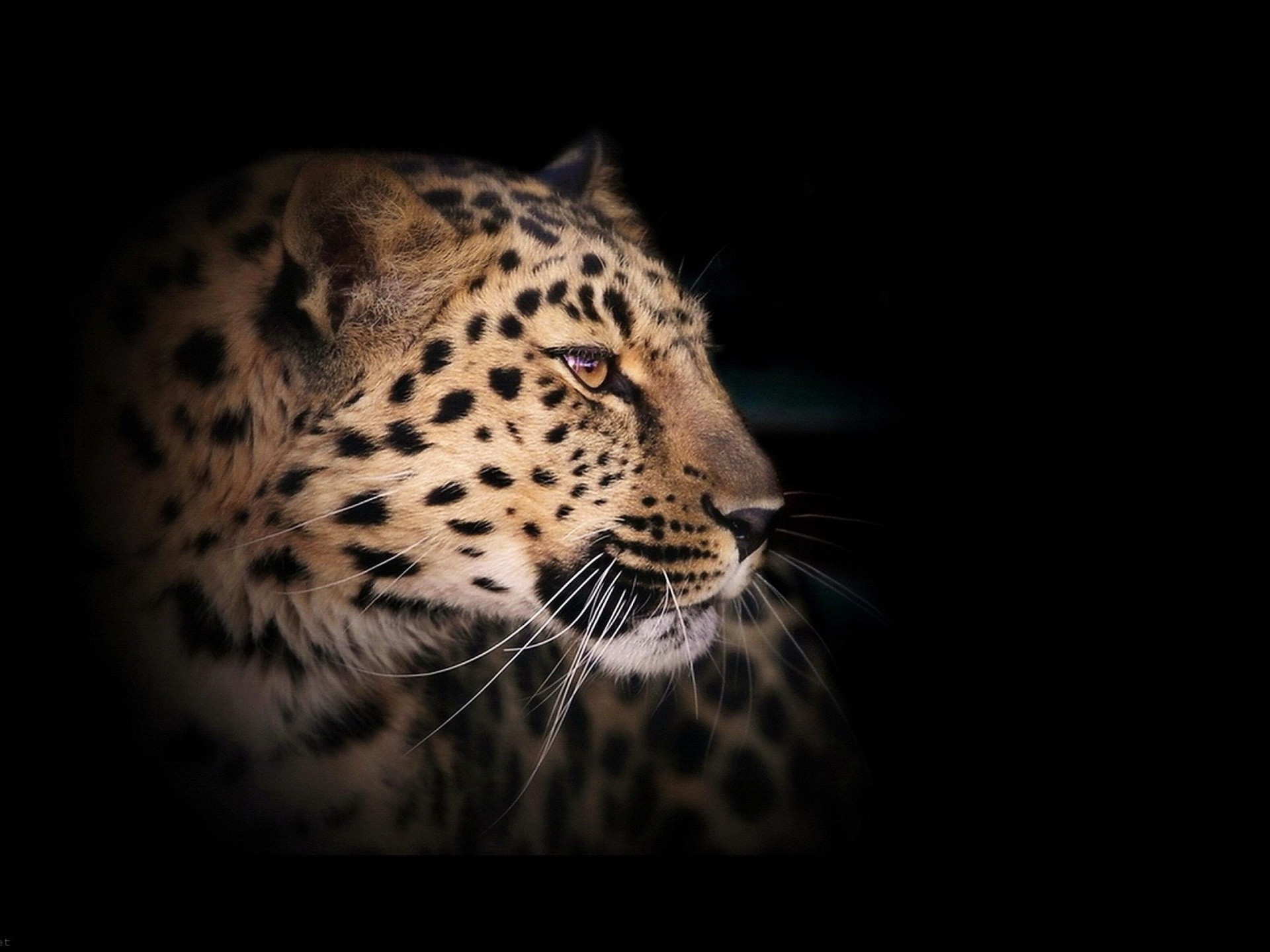 1920x1440 Leopard Wild Cat A Dark