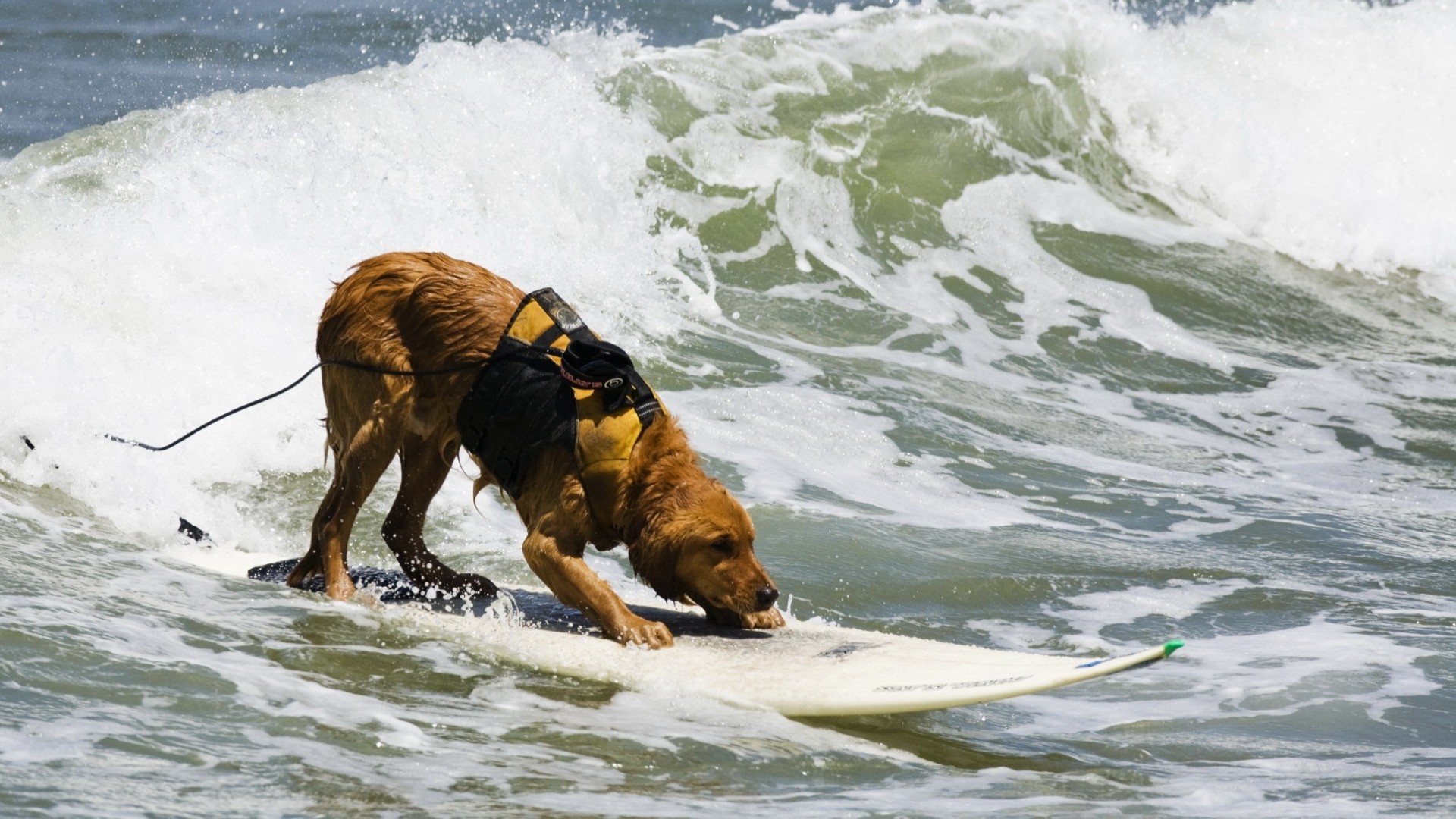1920x1080 Preview wallpaper dog, surfing, water, waves, sea, surf 