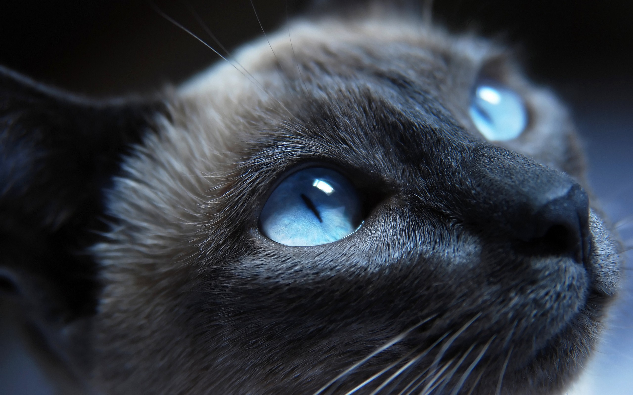 2560x1600 Cat blue eyes Wallpaper