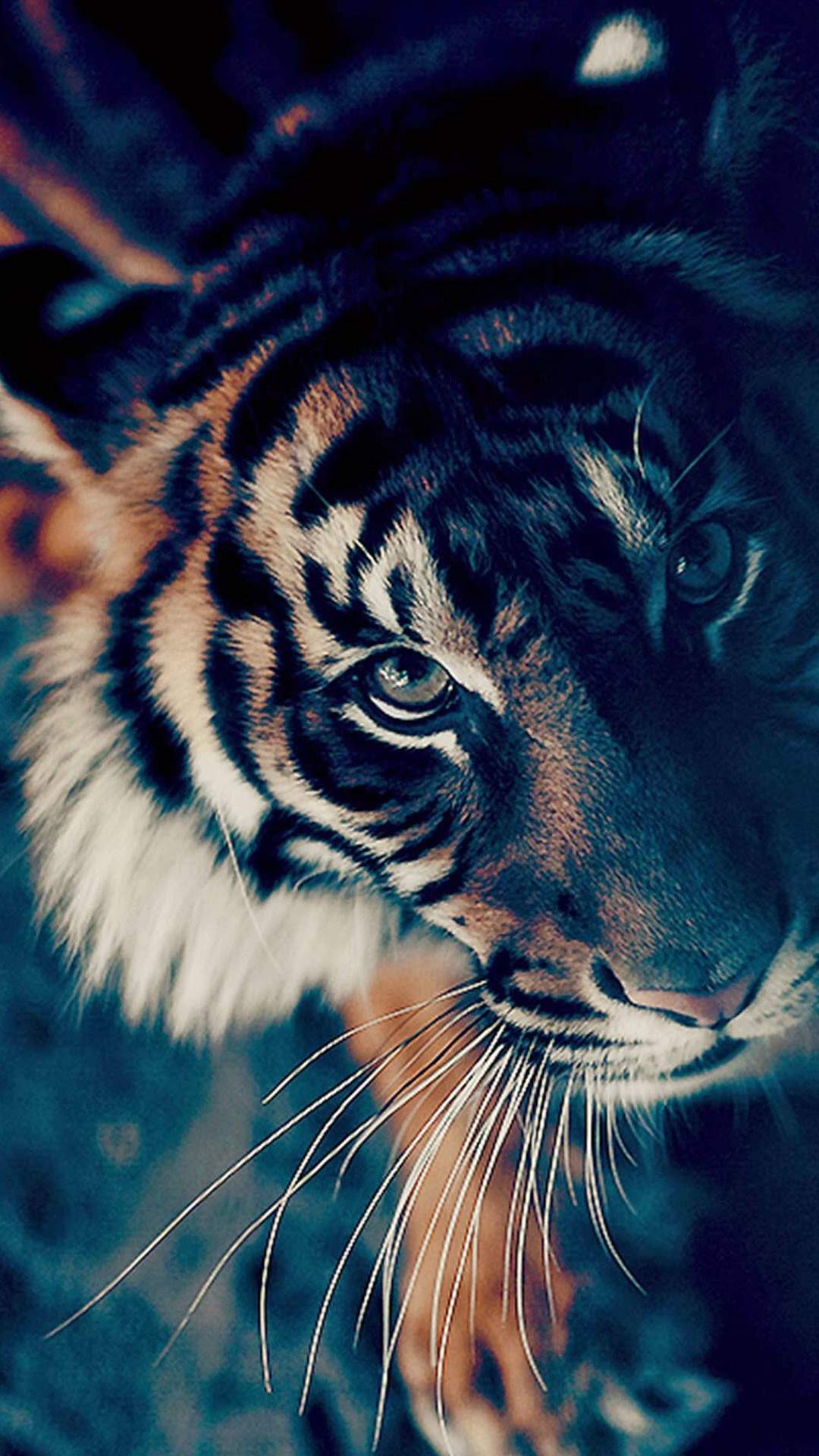 1080x1920 Bengal Tiger Closeup iPhone 6 wallpaper