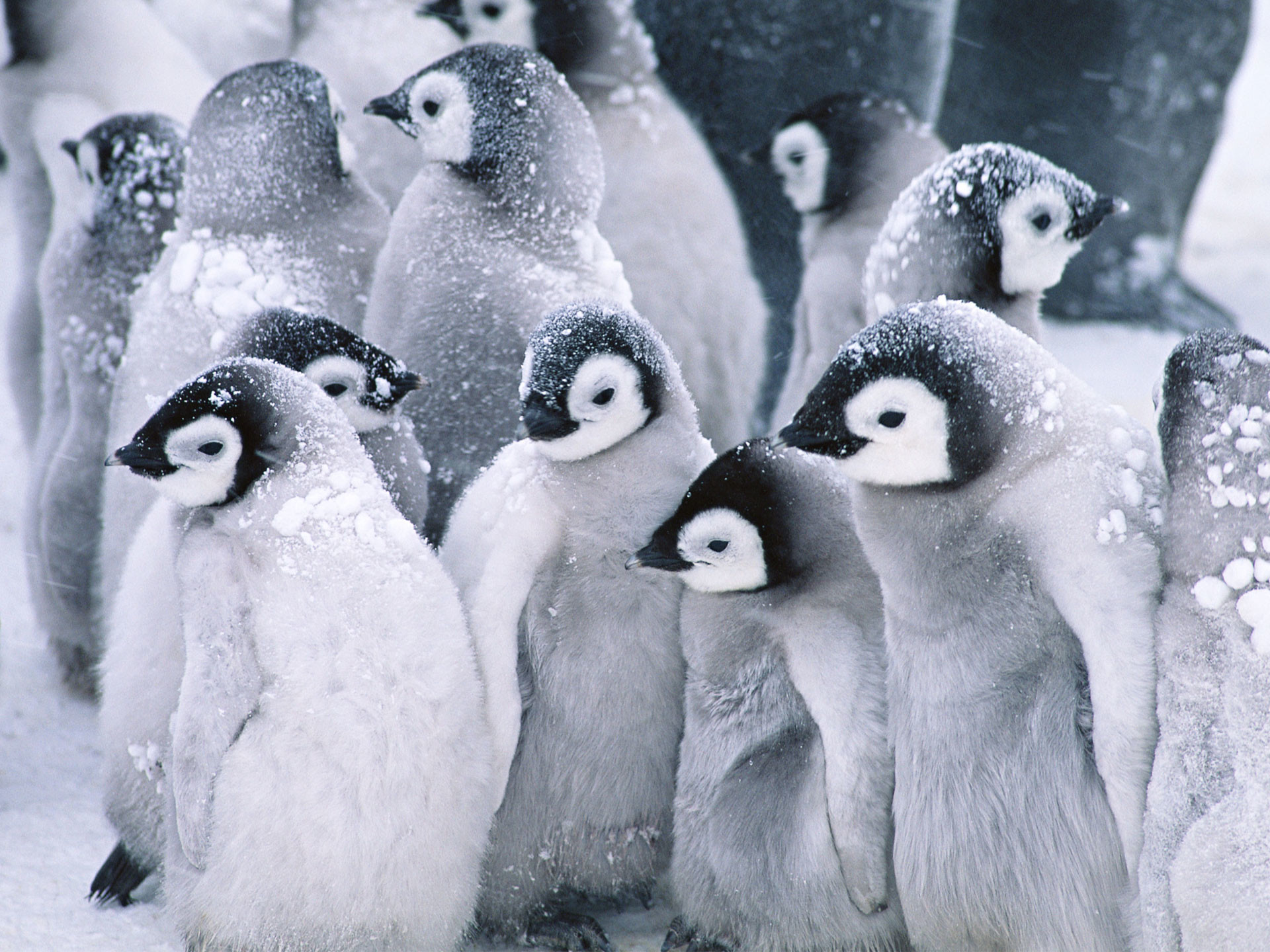 1920x1440 Cute Arctic Penguins