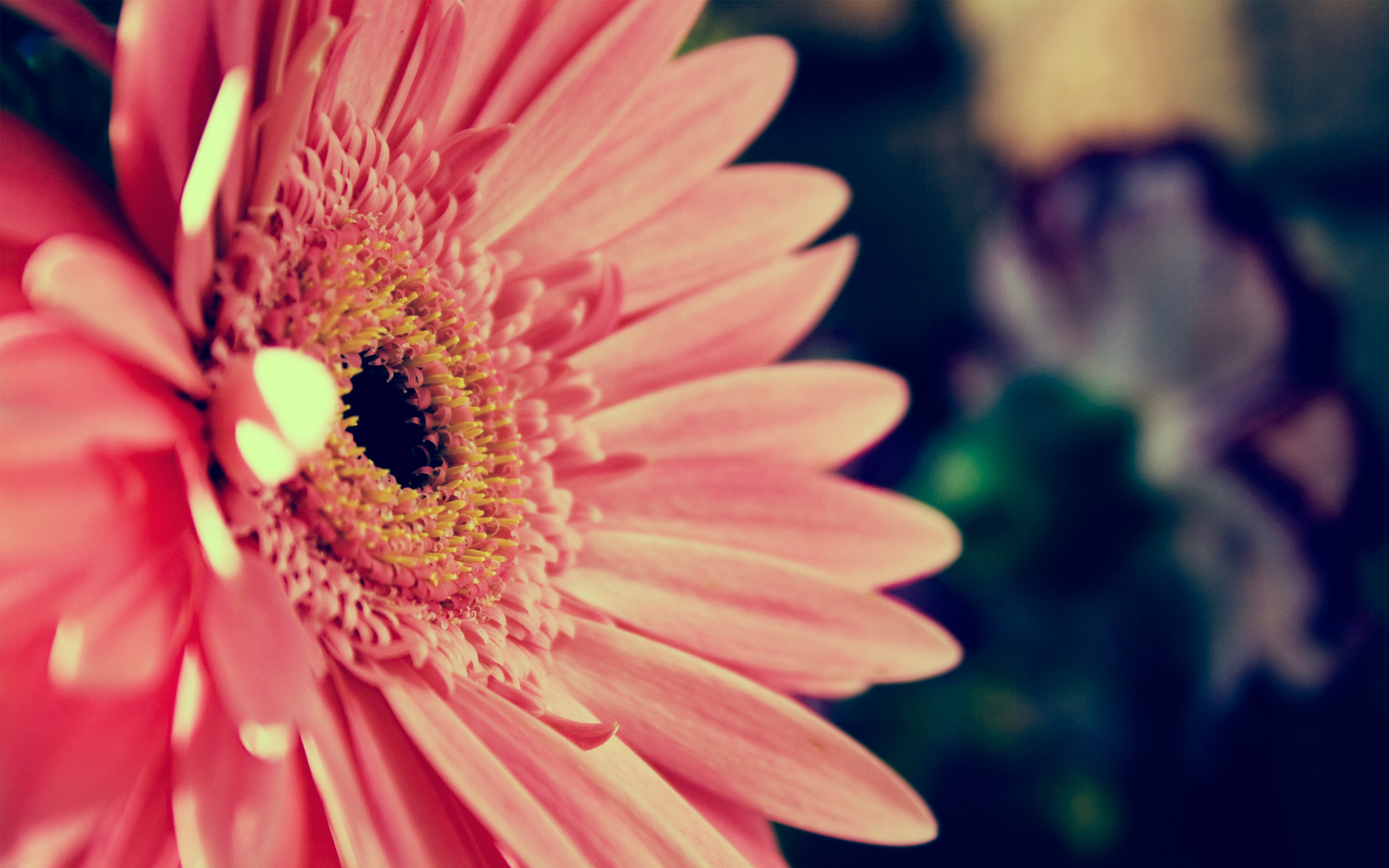 2560x1600 Pink Transvaal daisy wallpapers and images - wallpapers, pictures, photos