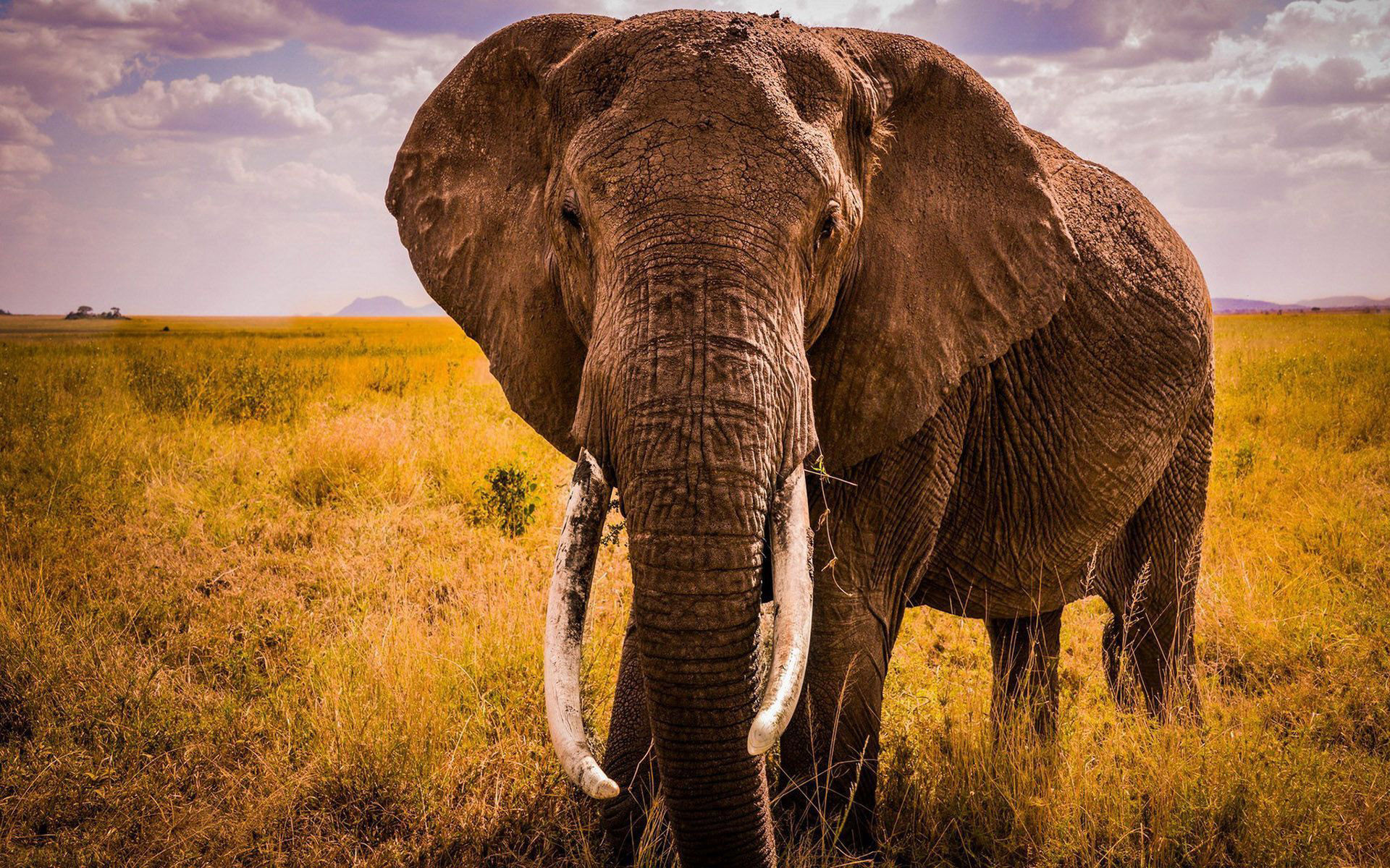 African Elephant Wallpaper 68 Images 