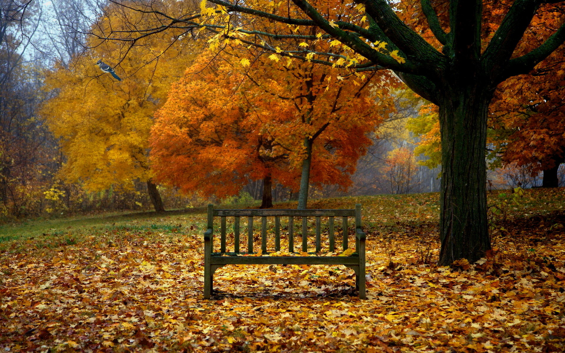 1920x1200 155 best Season Wallpaper images on Pinterest | Wallpapers, Autumn and Free