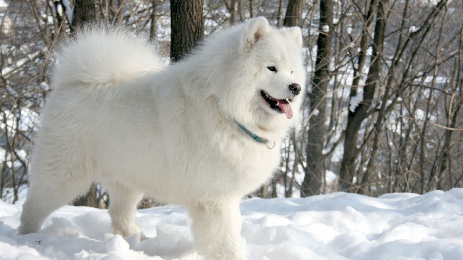 1920x1080 hd pics photos cute white fluffy pomeranian dog polar snow ice winter hd  quality desktop background
