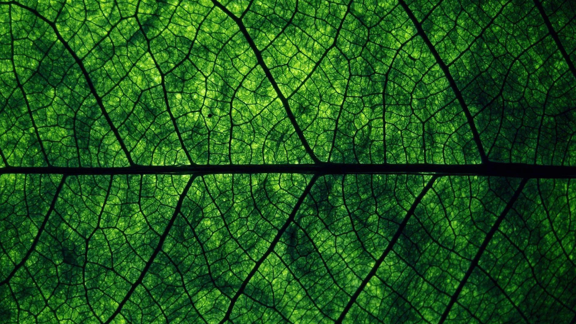 1920x1080 Green Leaves Wallpapers | PixelsTalk.