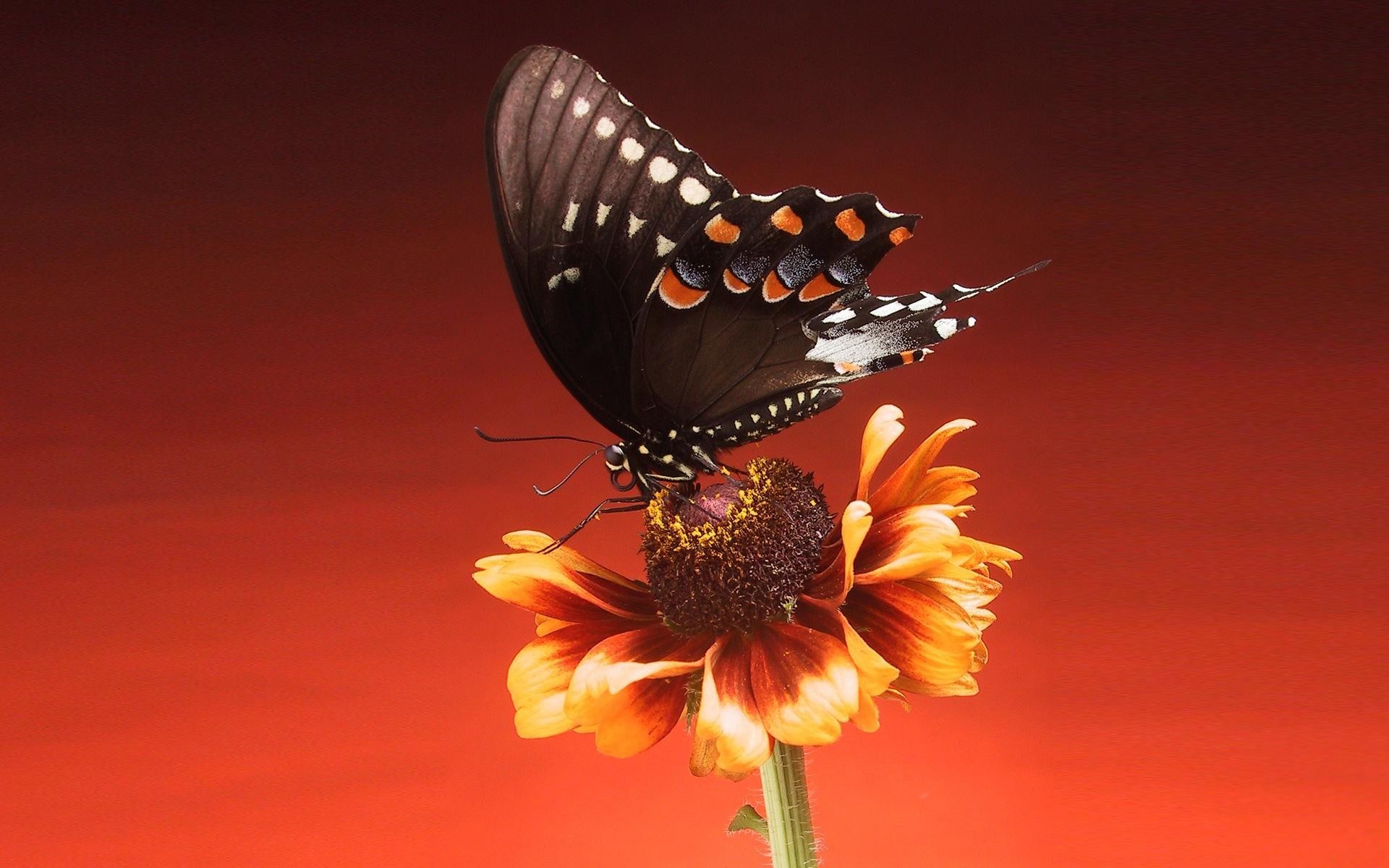 1920x1200 Black Butterfly On Red Background