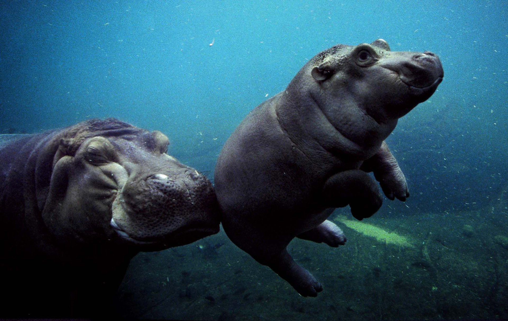 1920x1215 Baby Animal Picture Hippo Learning To Swim With Mother HD Wallpaper