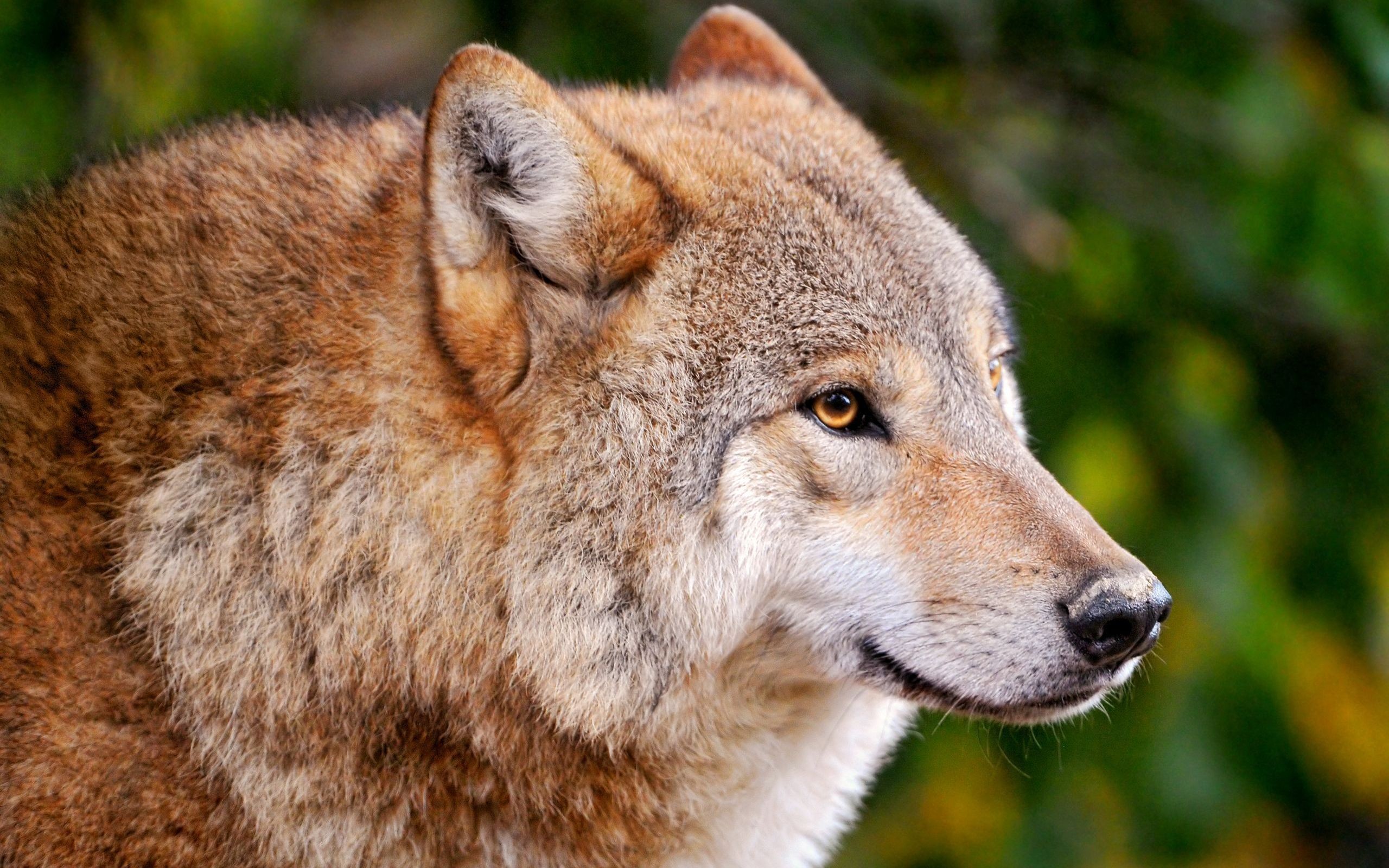 2560x1600 Wolf - Wallpapers,Backgrounds,Pictures,Photos,Laptop Wallpapers