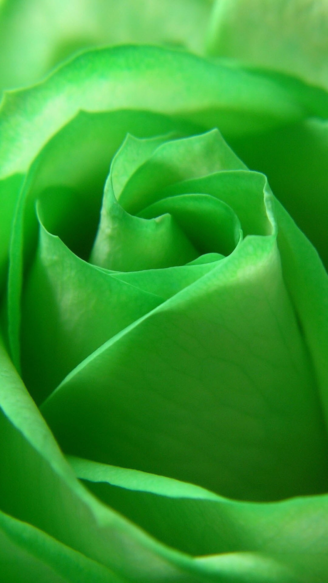1080x1920 Green Rose - image only