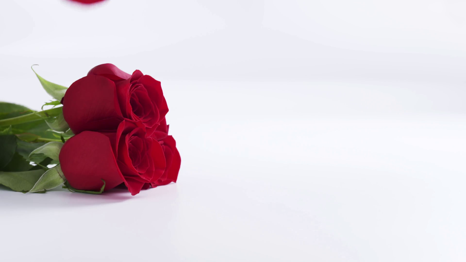 1920x1080 three red roses with falling petals on white background in slow motion,  180fps prores footage Stock Video Footage - VideoBlocks