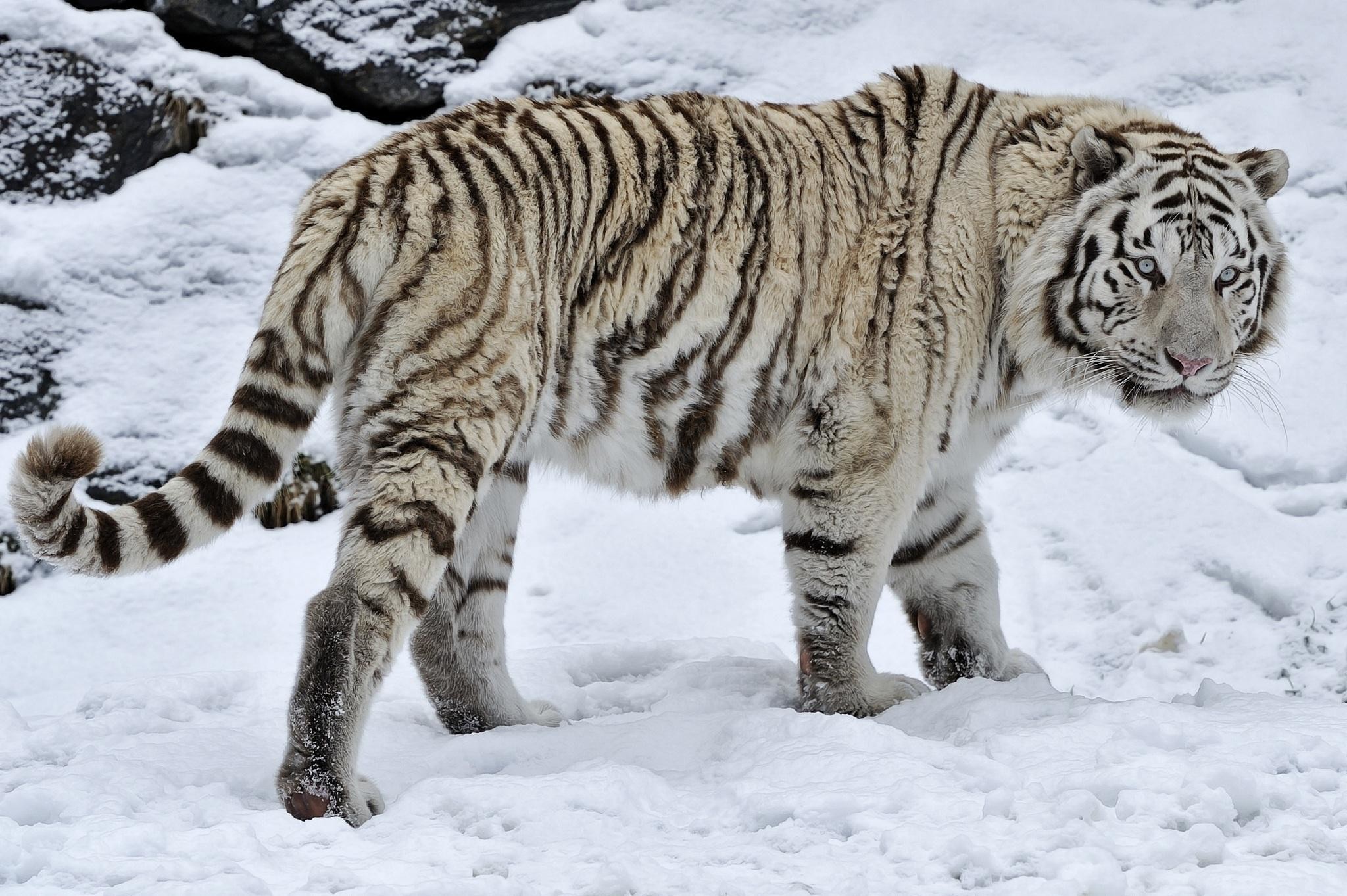 2048x1363 Image result for siberian tiger white