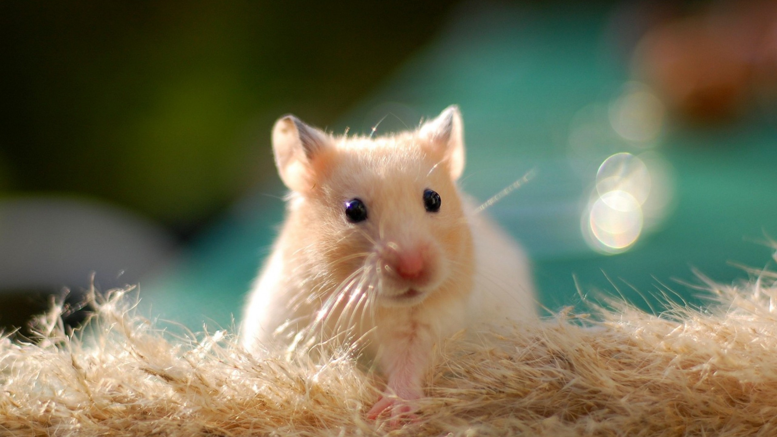 2560x1440  Wallpaper hamster, rodent, animal, cute