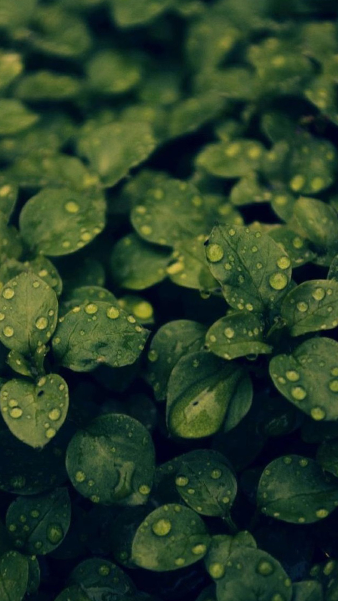1080x1920 ... HD green leaves and water drops iOS 9 Wallpaper iOS 9 Wallpaper HD
