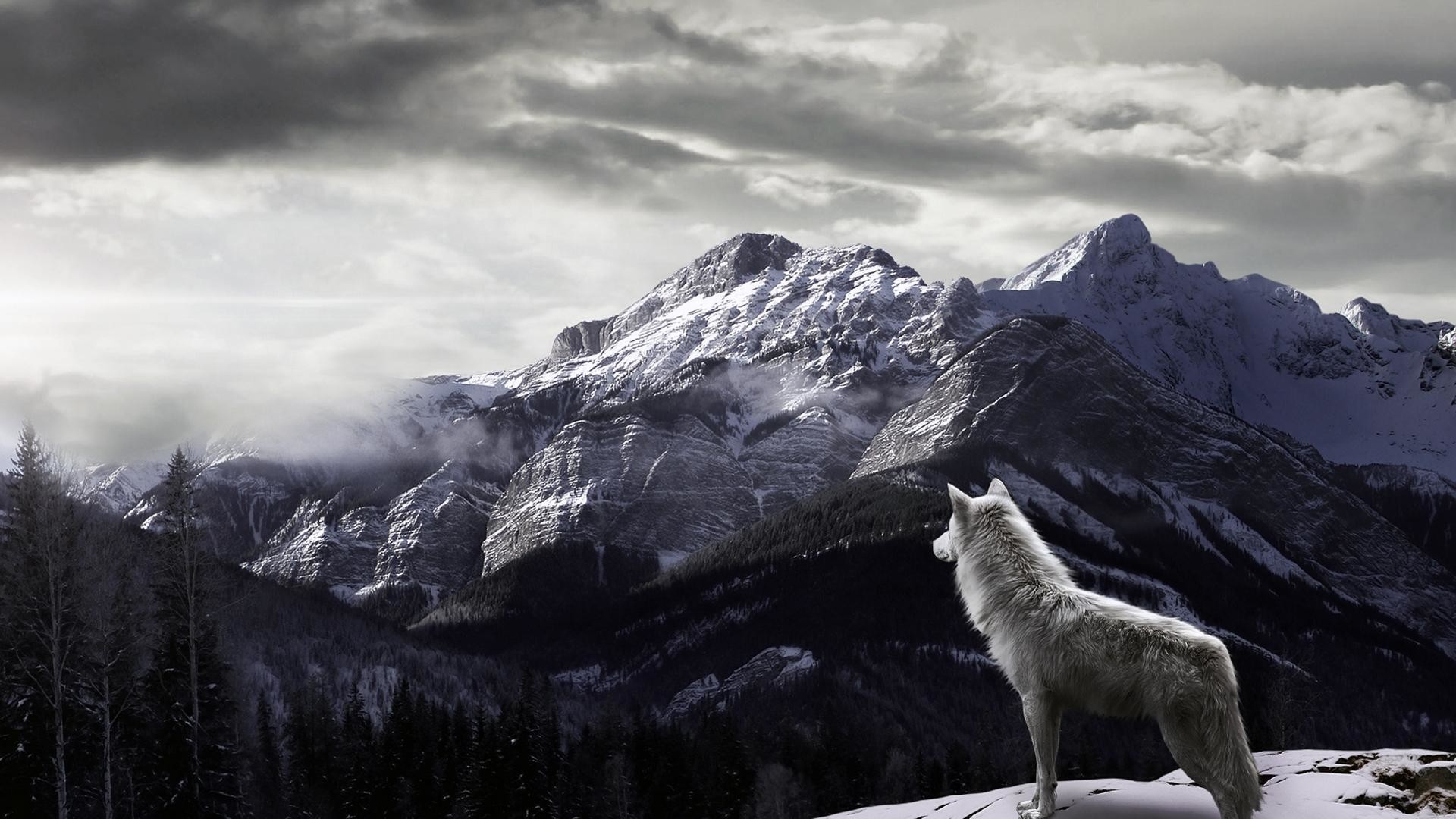 1920x1080 Wolf in Mountain HD Desktop Wallpaper