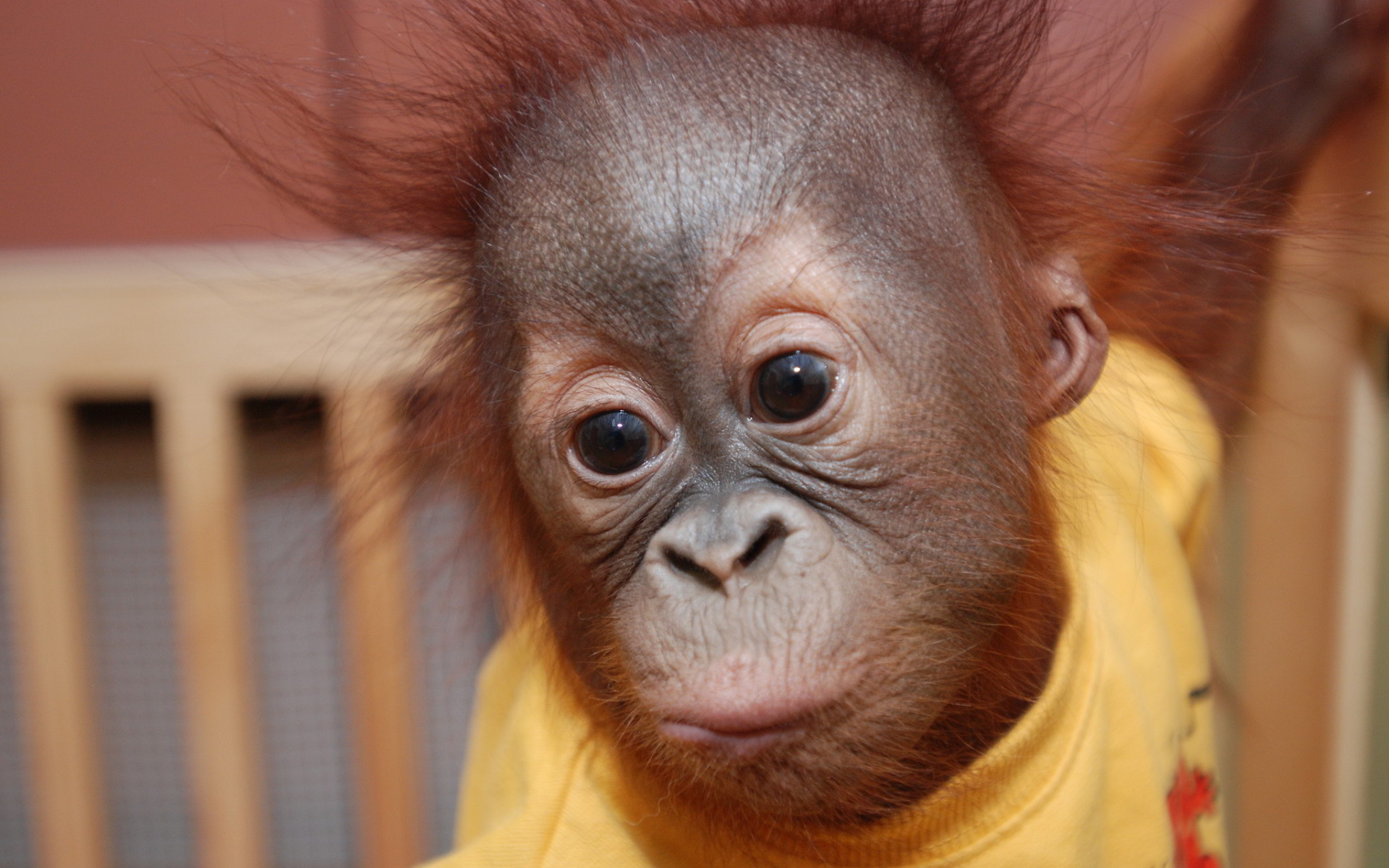 1920x1200 Orangutan baby