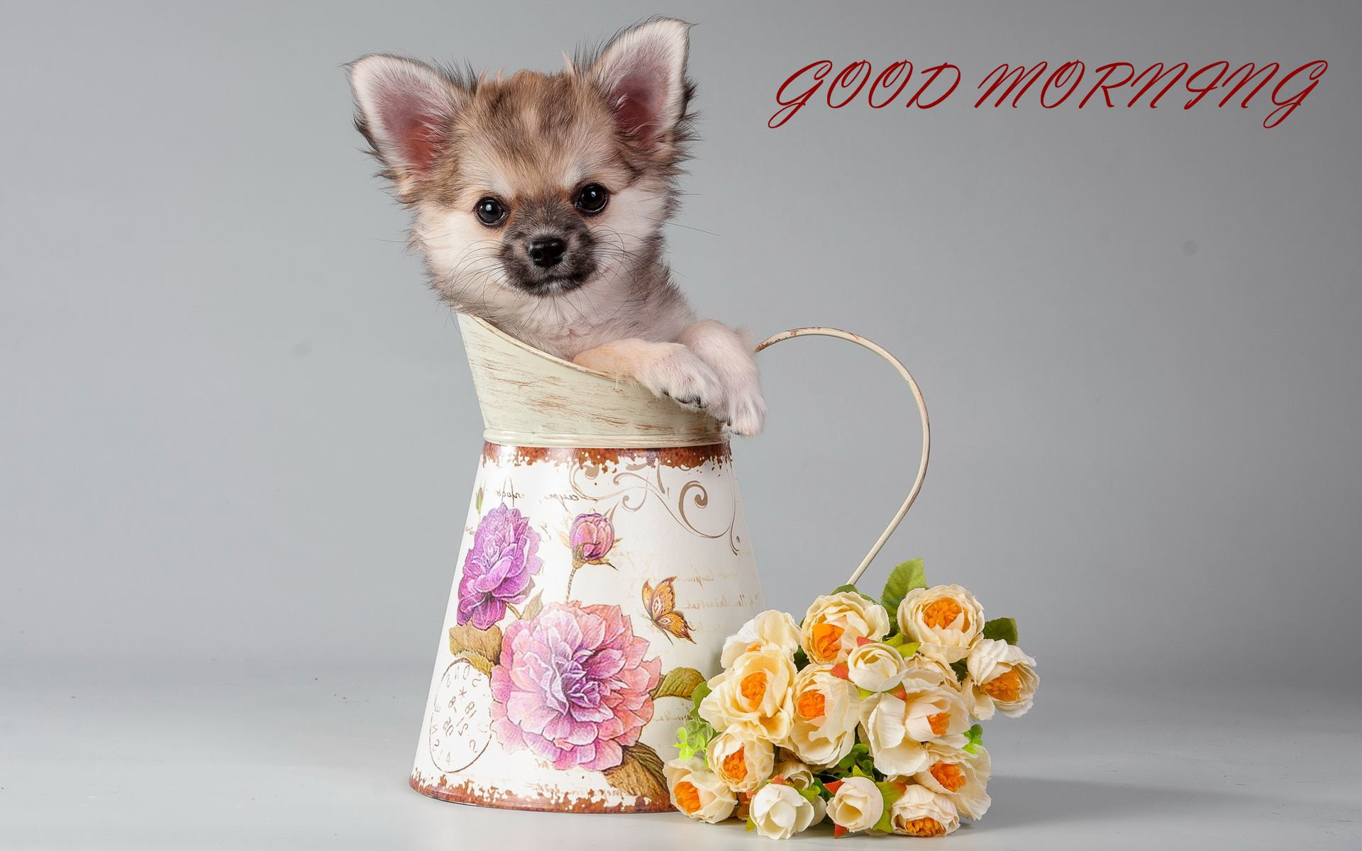 1920x1200 Lovable Good Morning Cute Puppy Dog And Rose Flowers Hd Wallpaper #02575  Plus Mesmerizing Puppies Good Morning Wallpaper