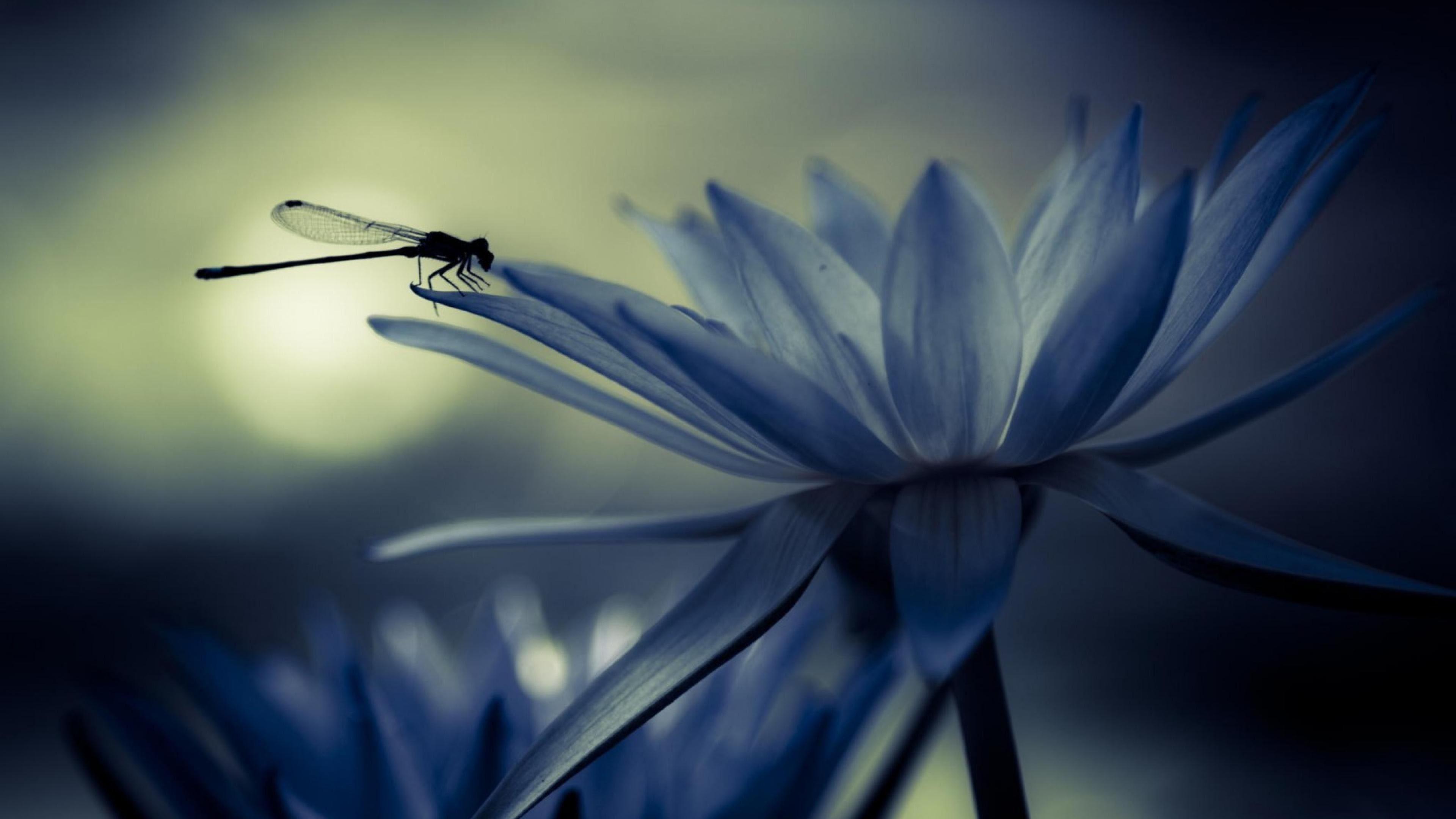 3840x2160 Dragonfly Backgrounds Free Download