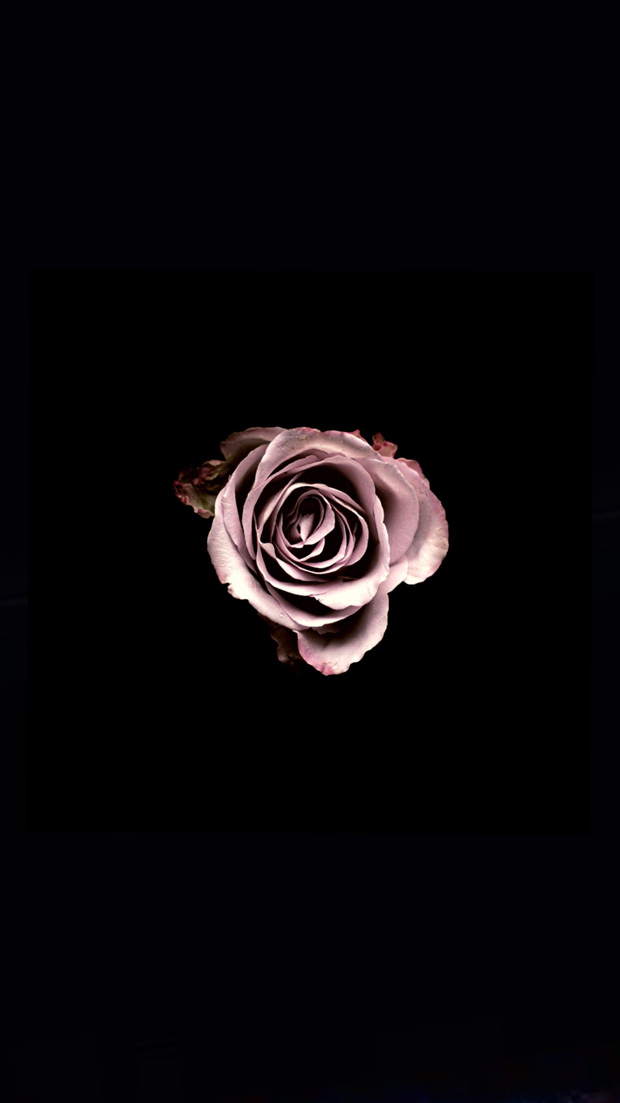 1242x2208 #rose #darkbackground #dark #black Wallpapers, Dark, Rose, Iphone,
