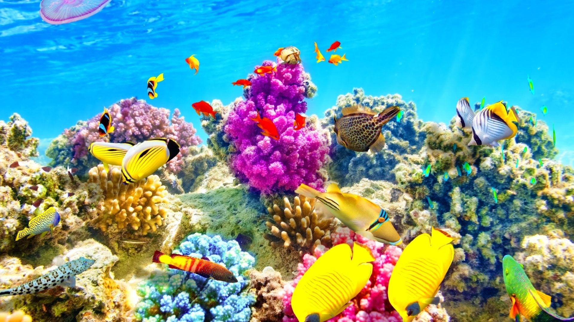 1920x1080 Sealife Tag - Sealife Underwater Fishes Nature Fish Sea Ocean Desktop  Backgrounds Tropical for HD 16