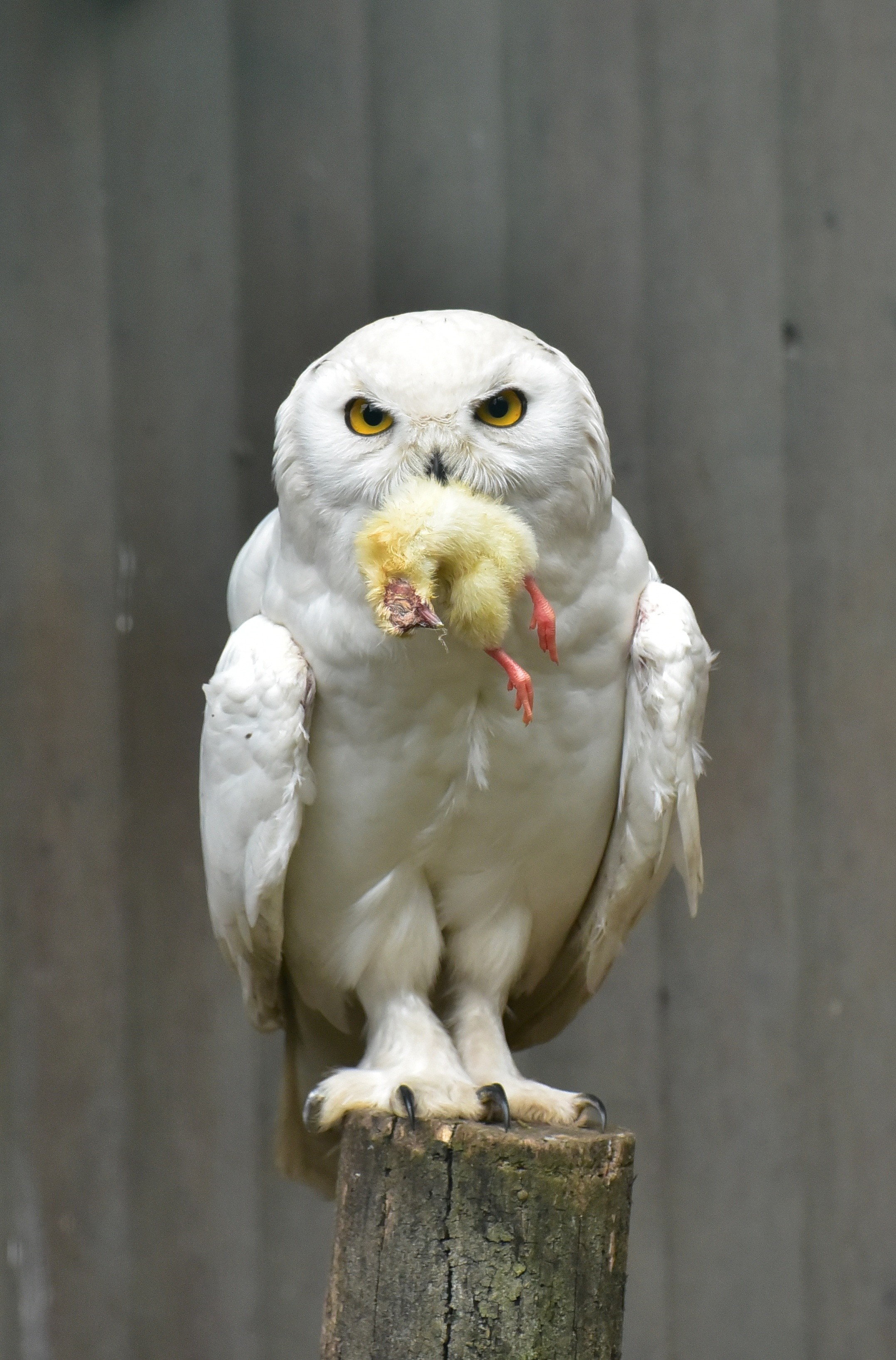2154x3268 white owl
