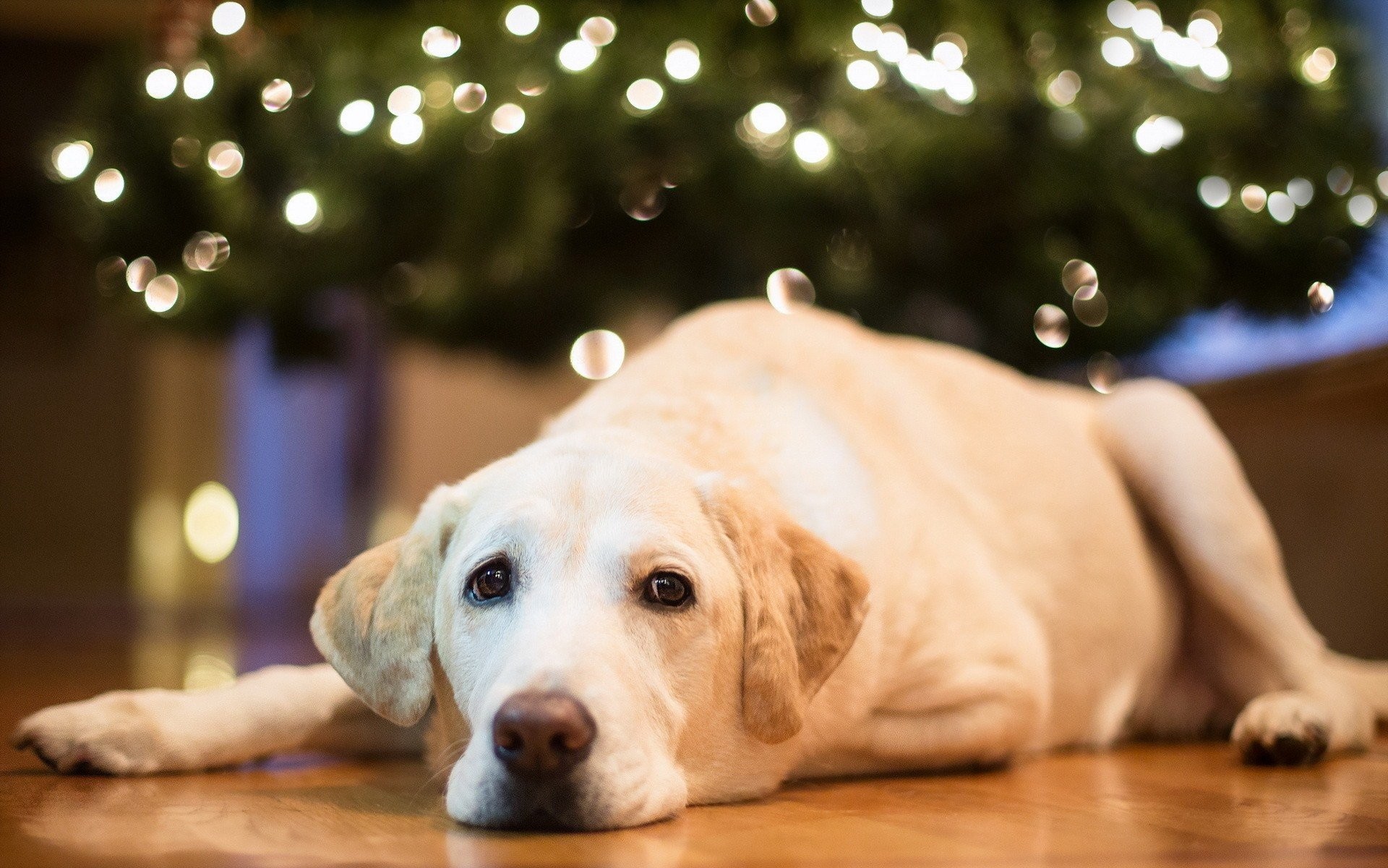 1920x1200 animals, Home, Dogs, Christmas, Christmas, Lights, Labrador, Retriever,  Christmas, Tree Wallpapers HD / Desktop and Mobile Backgrounds