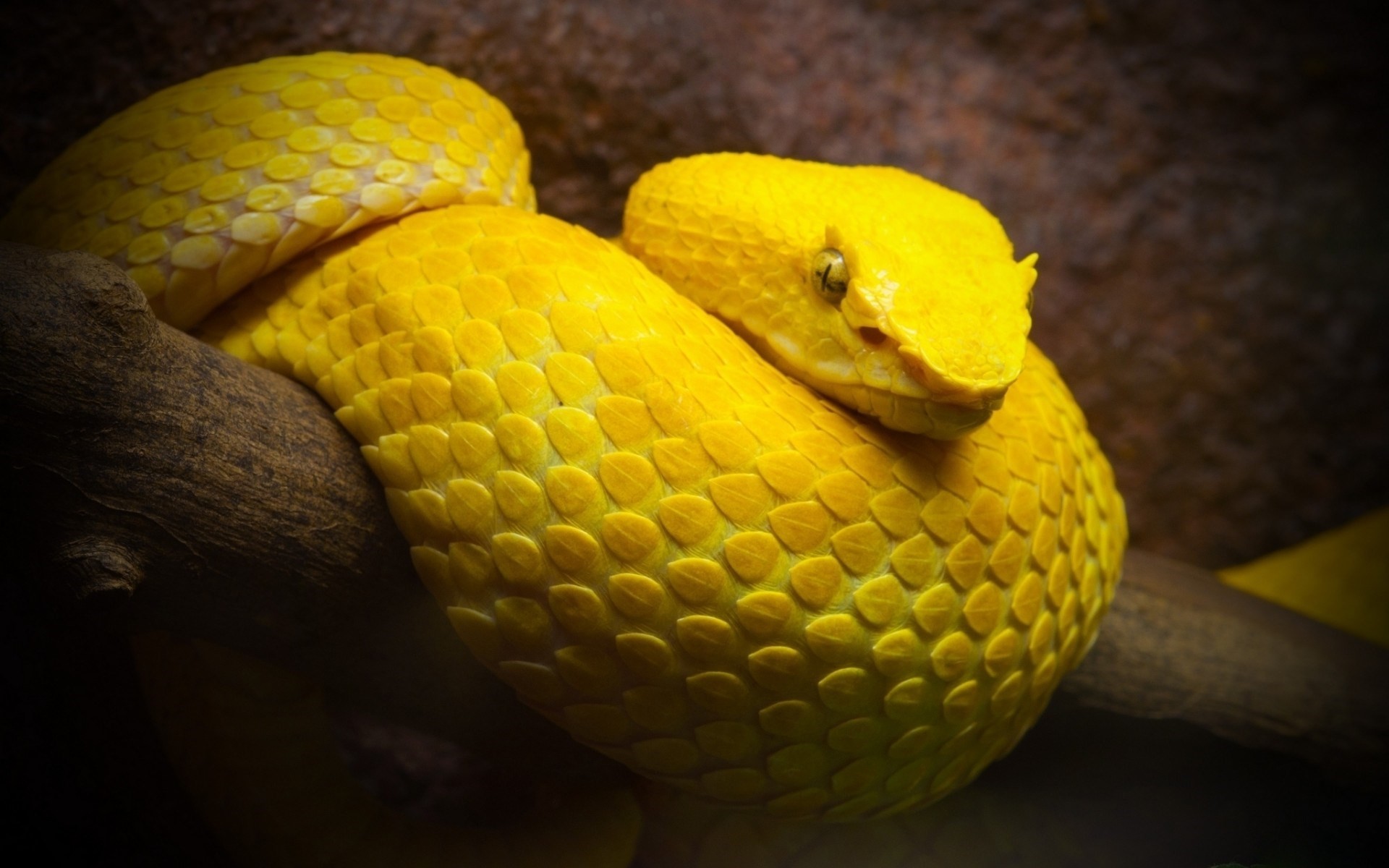 1920x1200 Yellow Snake Wallpaper